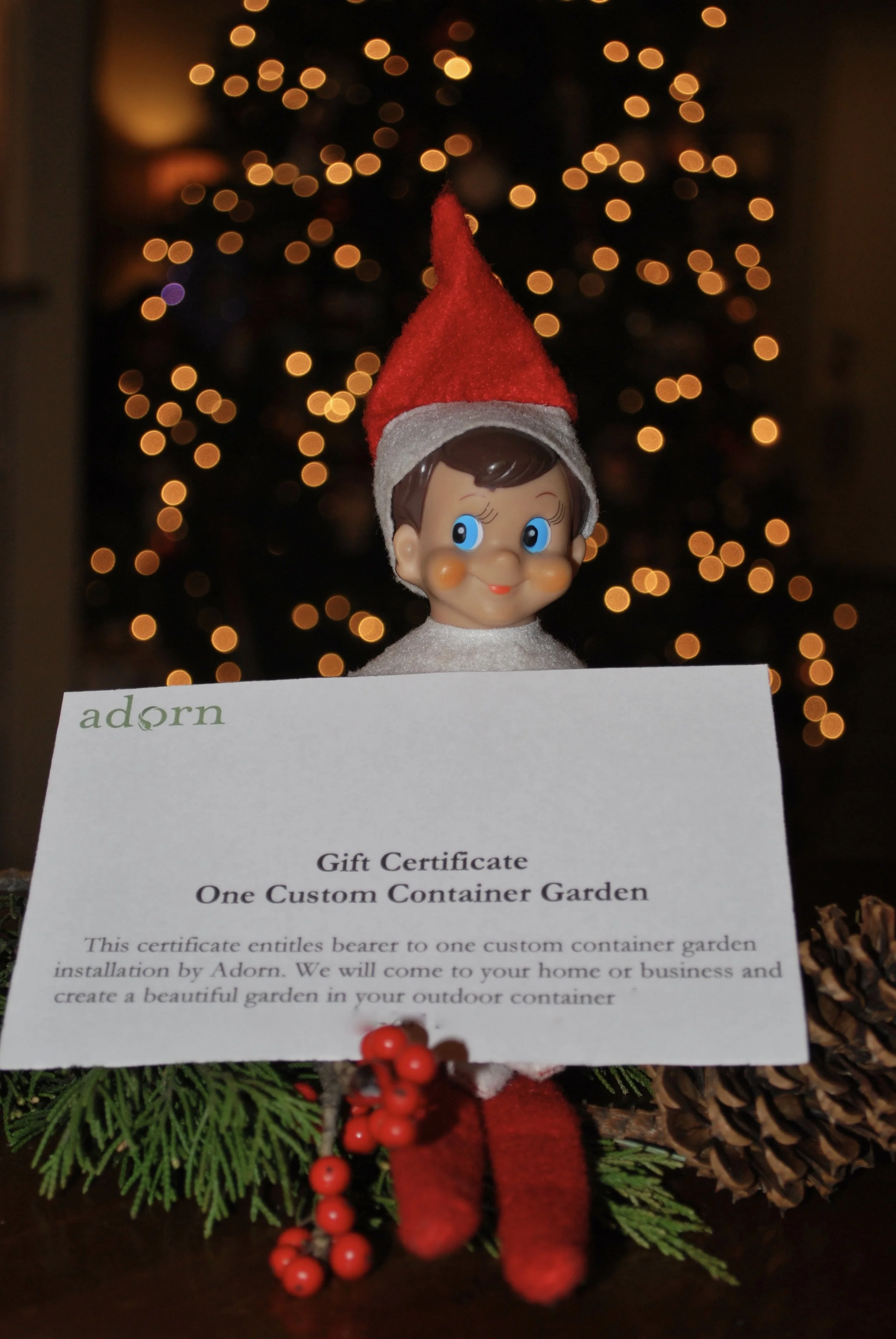 Adorn Gift Certificates “Adorn” your loved ones this holiday season! A gift certificate for custom container gardens is the perfect item for your friends and family. The certificates come in any denomination. Just give us a shout if we can help you cross some gifts off your list. 