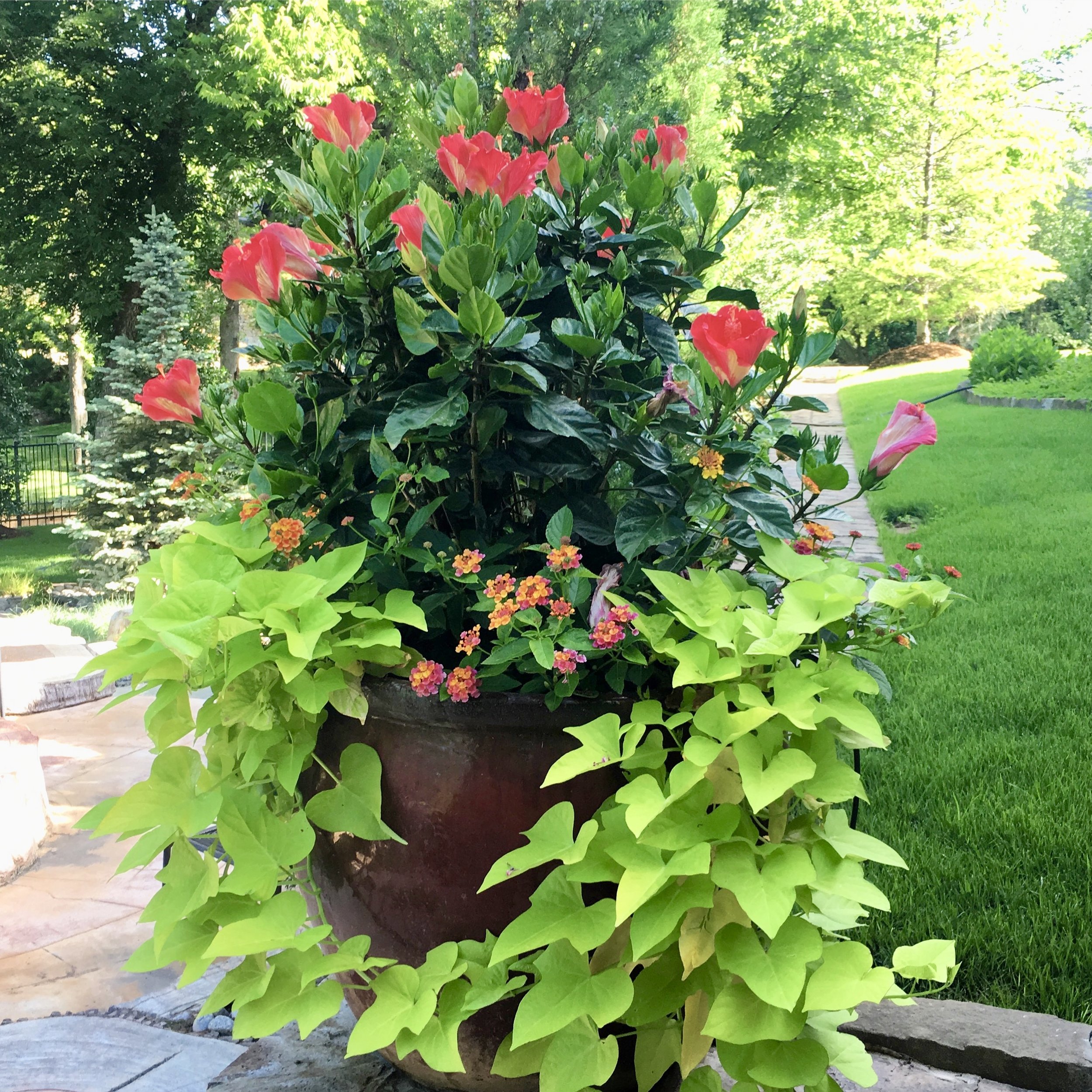 The Dirt Adorn S Full Sun Favorites For Container Gardens Adorn