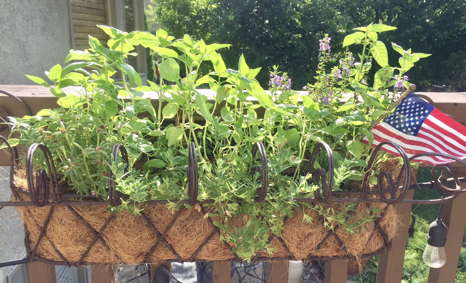 Bring on the summer herbs! One of our favorite things to do in the summer is to grow our own herbs. We use them when we cook and to create some fun seasonal cocktails. Basil is a fantastic herb to grow in an outdoor pot. We harvest it a few times a year to make fresh pesto and then freeze the rest to enjoy during the winter months. Here is our favorite recipe for basil pesto, straight out of The Joy of Cooking. This recipe makes one cup of pesto. Combine in a food processor and process to a rough paste: 2 cups loosely packed basil leaves 1⁄2 cup grated Parmesan 1⁄3 cup pine nuts 2 medium garlic cloves, peeled With the machine running, slowly add: 1⁄2 cup olive oil, or as needed If the pesto seems dry (it should be a thick paste), add a little more olive oil. Season to taste with: Salt and black pepper Pour your desired amount of pesto on top of warm pasta or spaghetti squash and you have a delicious dish. If you're freezing it, pour the pesto in an ice cube tray, cover and freeze. Once frozen, put the frozen pesto cubes into a freezer zip-lock bag and re-freeze until you are ready to use them. Enjoy the taste of summer all year long!