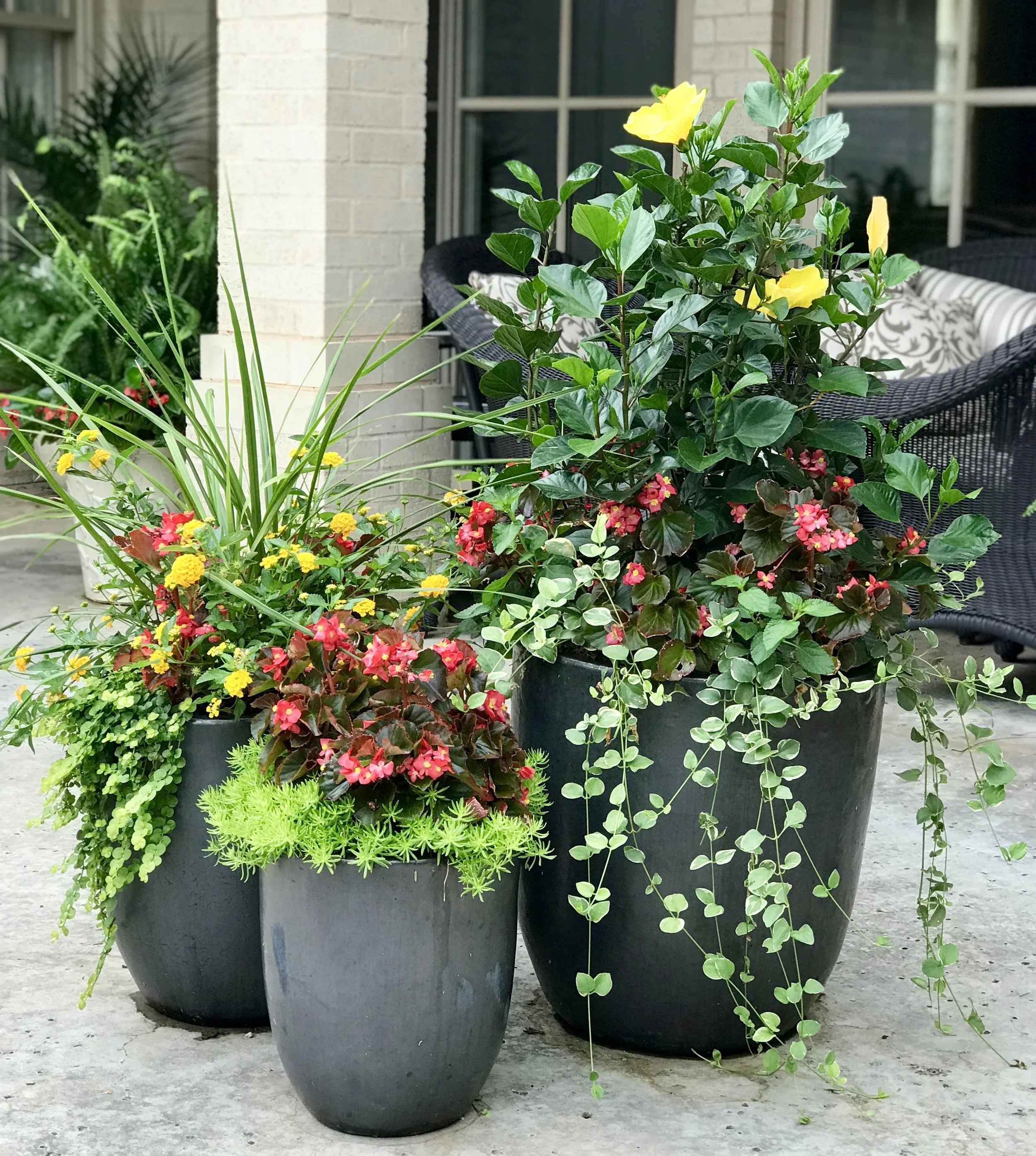 Coordinated color combinations One of our favorite things about container garden design is the challenge of finding the right mix of colors and textures to put in a container. If you are planting a trio of containers like in this picture or planting containers that are near each other, you will want to coordinate the colors. Here we went with the red and yellow theme. Red leaf begonias are the flowers used in all three and visually ties them together. The yellow pops are hibiscus in the large planter and lantana in the medium sized planter. We love how the three containers blend well together but aren't totally matchy-matchy.