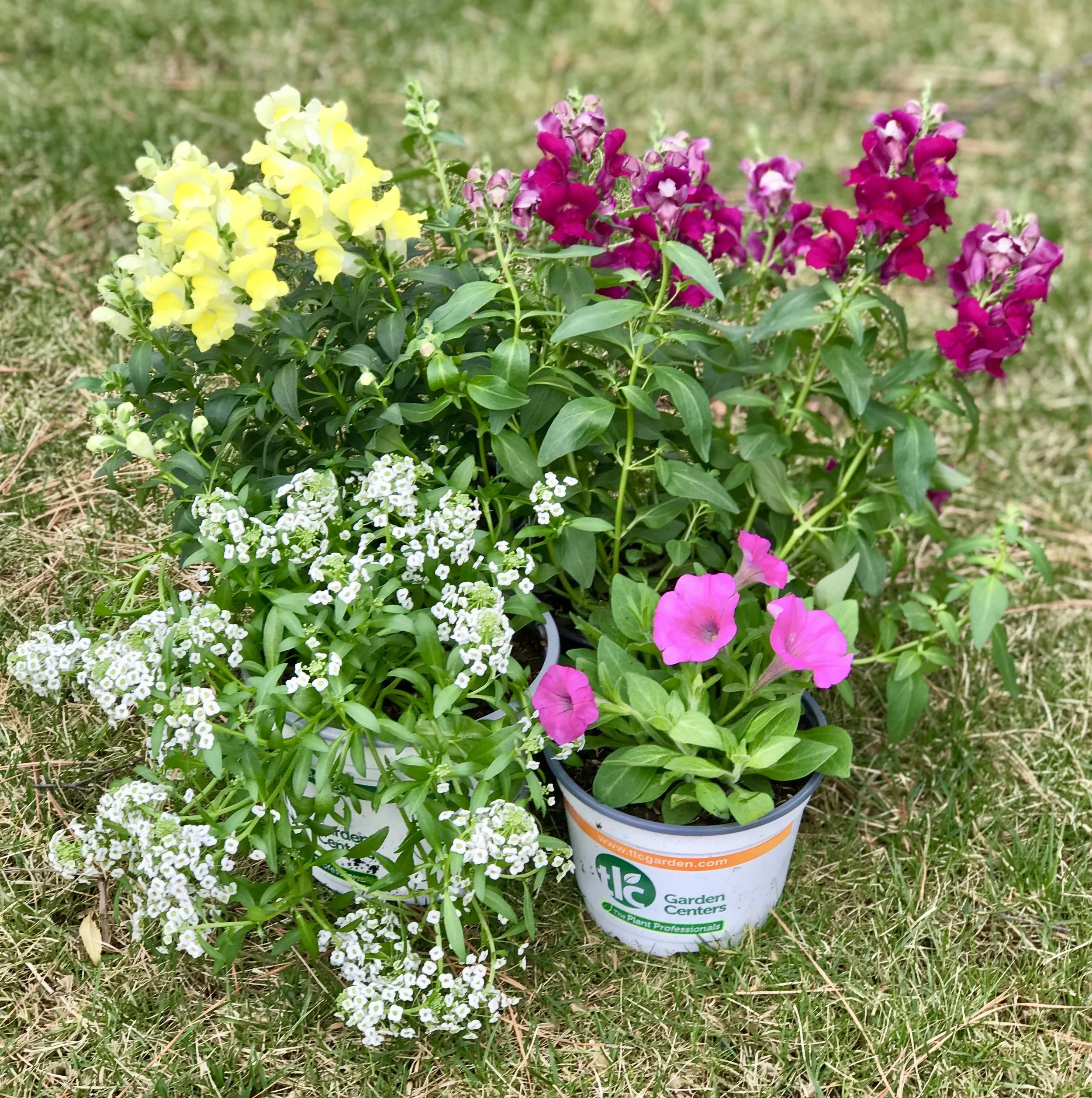 Hardy Flowers Perfect for Early Spring Planting