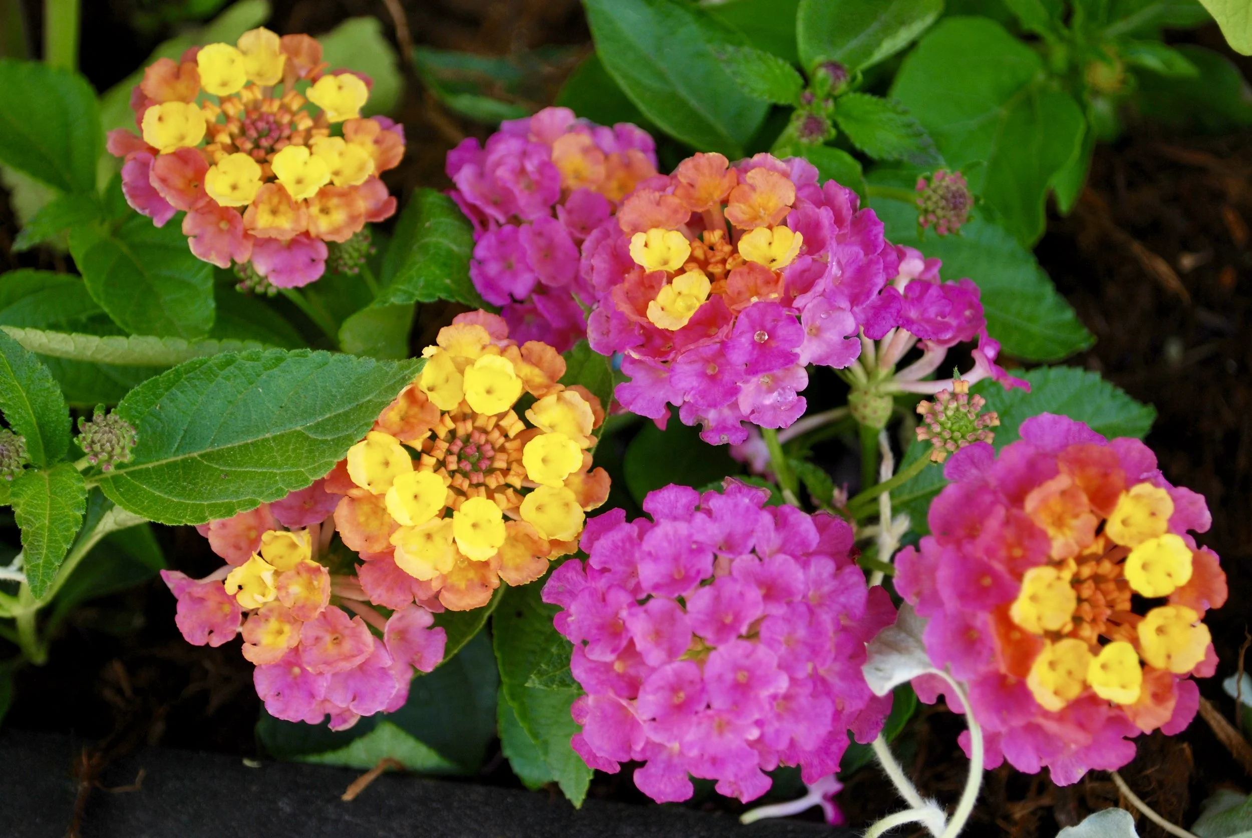 Mosquito repelling plants Have you noticed an increase of mosquitos with all the rain we've received? Ugh! Don't let them ruin your time spent outdoors! Here are a few plants you can add to containers or flower beds to help keep those pesky bugs at bay. Mint - Julie uses the herb, mint, on her deck to ward off the mosquitoes. Many people like to flavor their iced water or tea with mint, but this plant also contains aromatic properties that mosquitoes dislike. Crush the leaves and release the scent or just plant them outside and never worry about mosquitoes biting you again. Julie suggests planting mint in a container, as it is invasive and will spread like wildfire if planted in a flower bed. Lavender - Julie planted loads of perennial lavender because mosquitos don't like the scent of the plant due to its natural essential oils. Marigolds - Most people who grow vegetables tend to plant marigolds amongst the veggies, and for good reason. These magical flowers help banish many types of insects including mosquitoes. Lantana - This annual flower is another great choice, since mosquitoes dislike bright and vibrant colors. The scent of the flowers helps to ward off the little buggers. Julie uses them in container as spillers. Lantana is extremely heat and drought tolerant. Lastly, the perennial, lemon balm’s scent wards off mosquitoes effectively. Lemon balm grows quickly in moist and well-drained soil and likes to be watered at least once a day. Rub the leaves with your fingers - if you love the smell of lemon then this will be your new favorite!