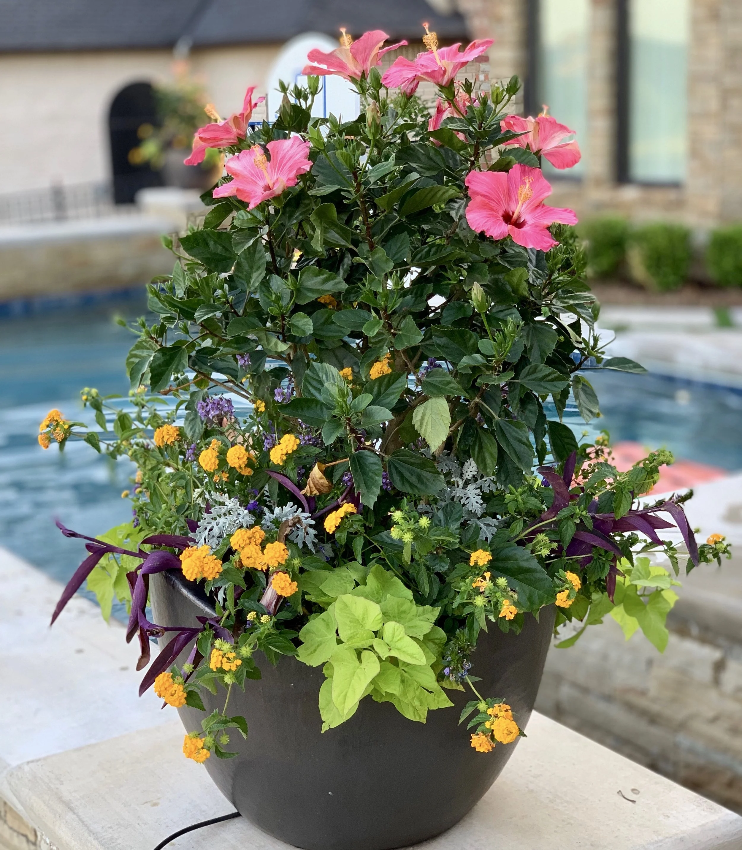Let Adorn help you We all love pretty pots but not necessarily the upkeep, right? Let us know if you'd like to outsource the maintenance of your outdoor planters. Once a month, we'll pay your container gardens a visit to deadhead, trim and treat for garden pests as needed. Our residential and commercial clients REALLY enjoy this monthly service! We'd love for you to follow Adorn on social media for more container gardening tips and inspiration. https://www.facebook.com/adornplanters https://www.instagram.com/adornplanters https://www.pinterest.com/adornplanters