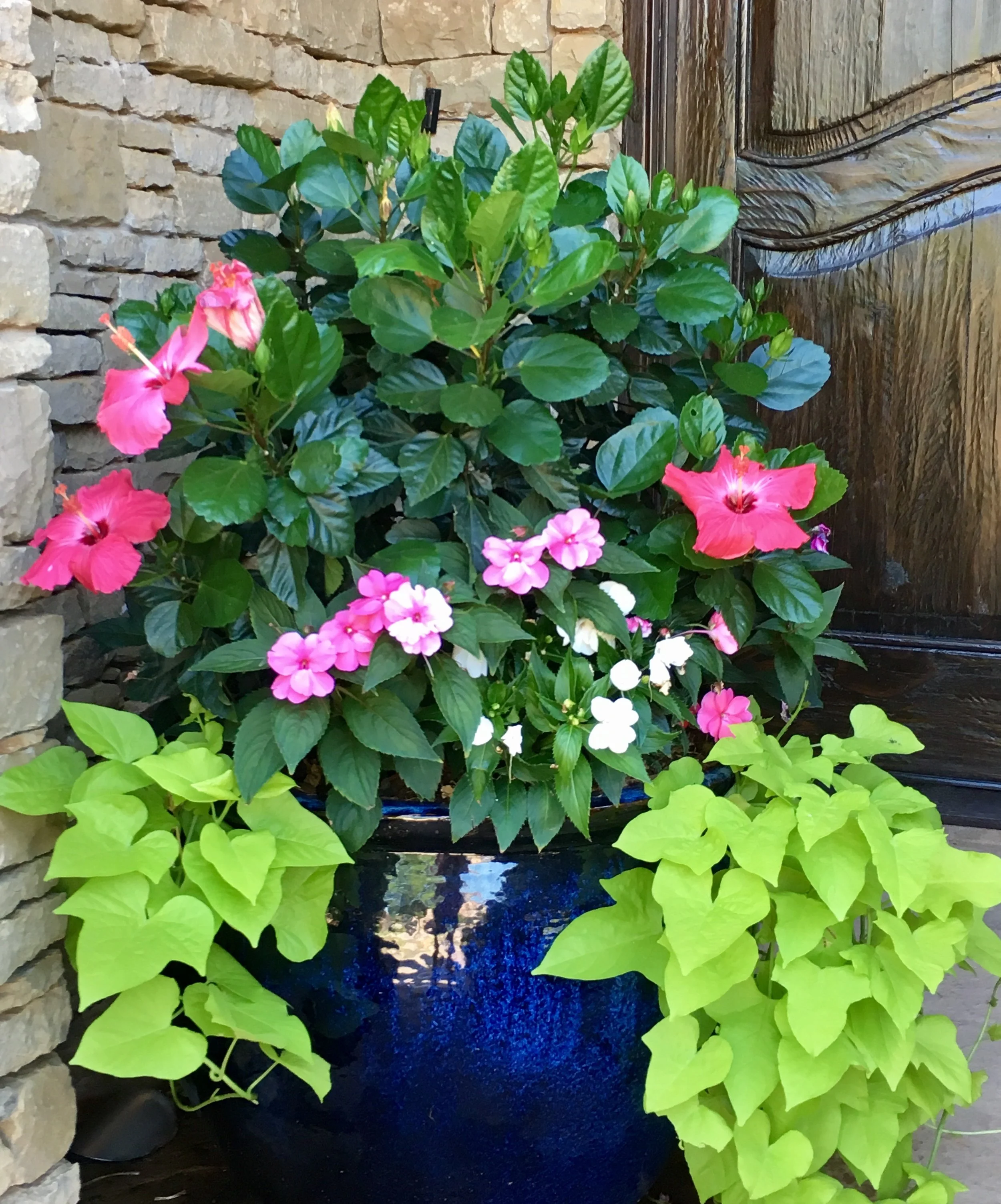 Plant haircuts, watering and garden pests ... OH MY! Plant haircut? If you have ever used margarita sweet potato vine in a pot before, you totally know what we're talking about. Typically late June is when we need to give our sweet potato vine plant babies their first haircuts. We don't like this aggressive plant to crowd out the filler plants or get too long. It grows like crazy so we end up giving it many haircuts before the end of summer. The purple and variegated types of sweet potato vine don't grow as profusely so we don't have to trim them back as often. Even though the margarita variety needs more maintenance, we still adore it for its pop of chartreuse color and fullness. It wouldn't be summer without outdoor pests right? Unfortunately sometimes those bugs get into our container gardens. We are big fans of an insecticide called Eight which kills over 130 insects. Every year we battle bugs on hibiscus blooms and spraying with Eight a few times a week over two weeks will usually take care of the creepy crawlies. We recommend Natria Insecticidal Soap by Bayer Advanced as a great option for clients who prefer to use an organic product or if you are using it on or near herbs and veggies. If we can leave you with three words of wisdom as we enter into the dog days of summer...WATER YOUR POTS! Seriously. We like to water first thing in the morning so the plants don't bake all day. Sorry to deliver this news, but you may need to water TWICE a day if your plants are in the full sun all day, especially if it is windy since the wind dries out the soil. If your plants are in the shade you may only need to water every other day or once every three days. Just pay attention to them. Are they wilting or getting crispy? If so, that's the plants saying, "More water please!"