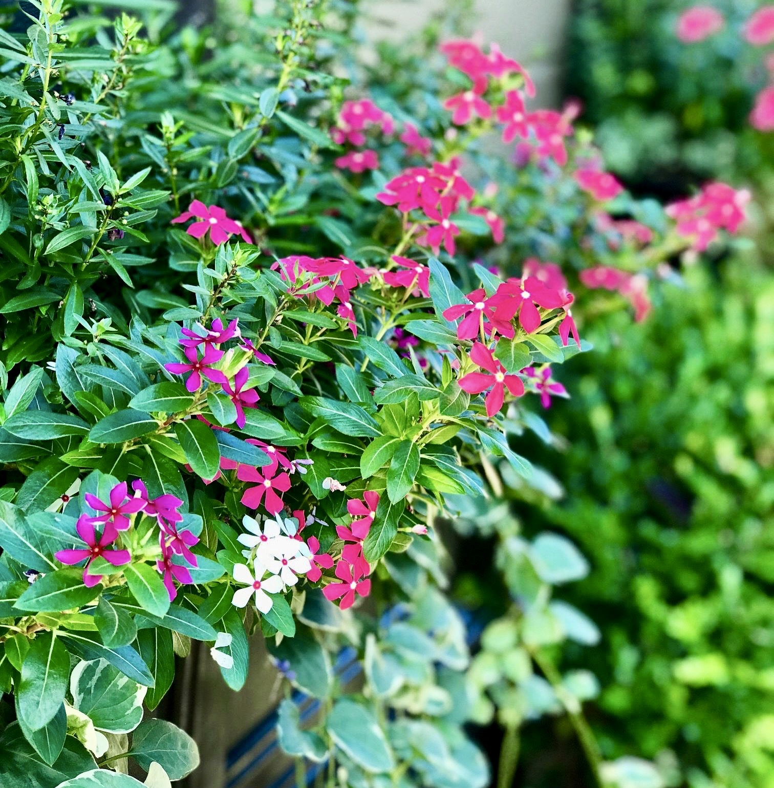 New (to us) favorite plants for summer Julie and I love to experiment with new plants at our own homes and if we like how they perform we'll plant them for clients. This season we are loving the soiree periwinkle (pictured here). This is a beautiful spiller/filler that flowers non-stop and loves the heat and sun. No need to dead head so they are super low maintenance. We have used plumbago only a few times over the past few years for clients who want a pop of blue. Julie has this beauty in her front planters now and it is a show stopper. Gorgeous large, light blue blooms that resemble small hydrangea blooms. There aren't many blue flowers so this one is extra special for that reason. Proven Winners came out with a new type of petunia a few years ago called Supertunia Vista . These are heat tolerant and don't require deadheading. They come in five colors but the pink bubblegum is our fave because we love pink! If you need a thriller for a sunny or partially sunny area, try horsetail reed grass . It is a fast grower and very invasive, so this is best for containers and not in flower beds. It would make a great privacy screen if grown in a trough. Just make sure to water it regularly. Another fun thriller for a sunny or partially sunny area is papyrus . We've used this a few times in the past and love its whimsical look. No need to deadhead, super easy to maintain.