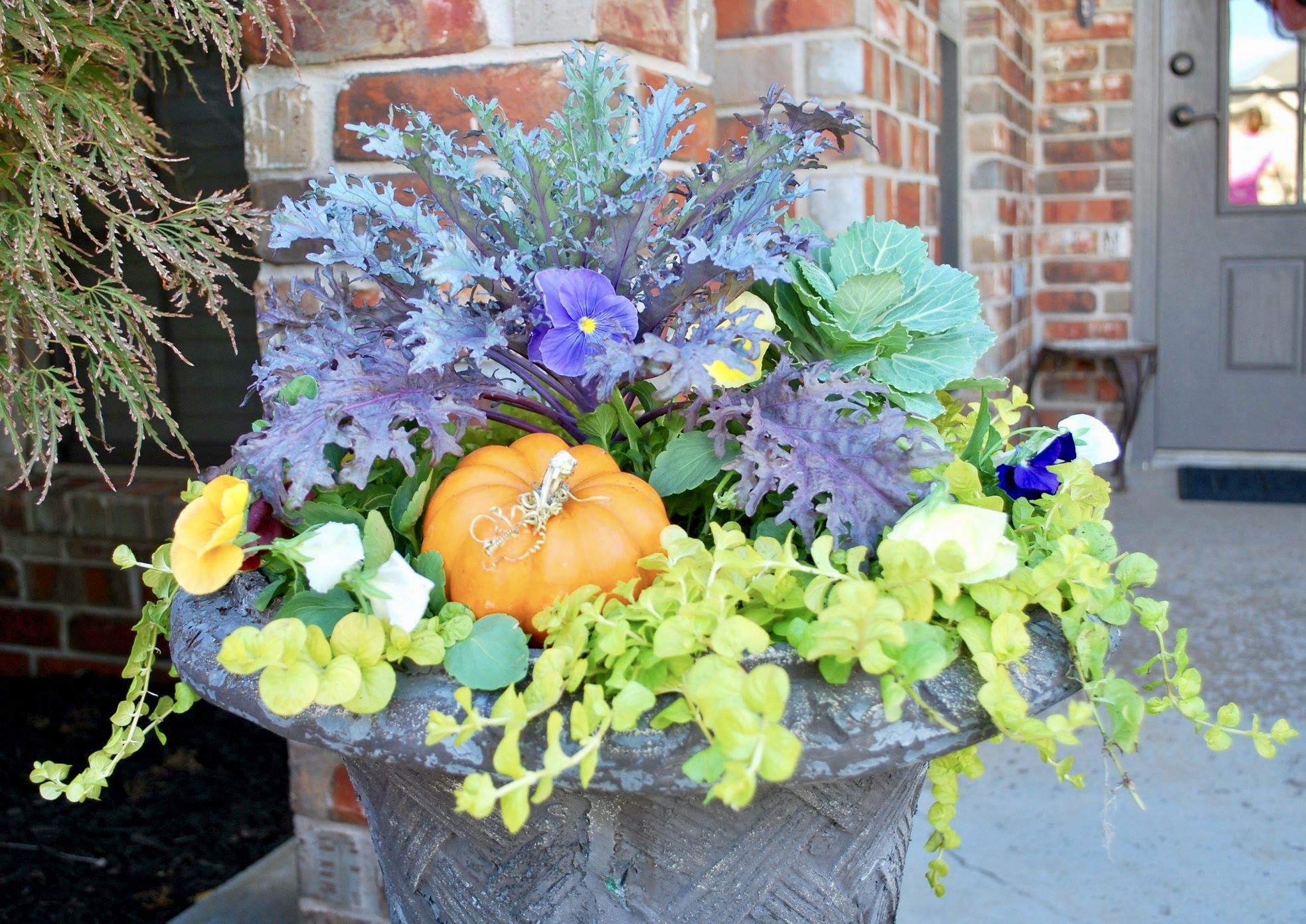 All the colors! If you can't decide on cool or warm colors, why not try a fun mix? Here we have purple kale, green cabbage, different colors of pansies, moneywort and a pumpkin. You could also add in bittersweet stems to bring in more pops of orange. If you plant pansies in your flower beds, the multi-color look is a great option for your planters because the colors blend with whatever color pansies you choose for your beds. We are planning to plant purple and white pansies in our flower beds this fall so we will either choose the cool colors or the colorful, fun mix for our pots. We did the cool colors in our front planters last year so we think it's time for a FUN MIX!