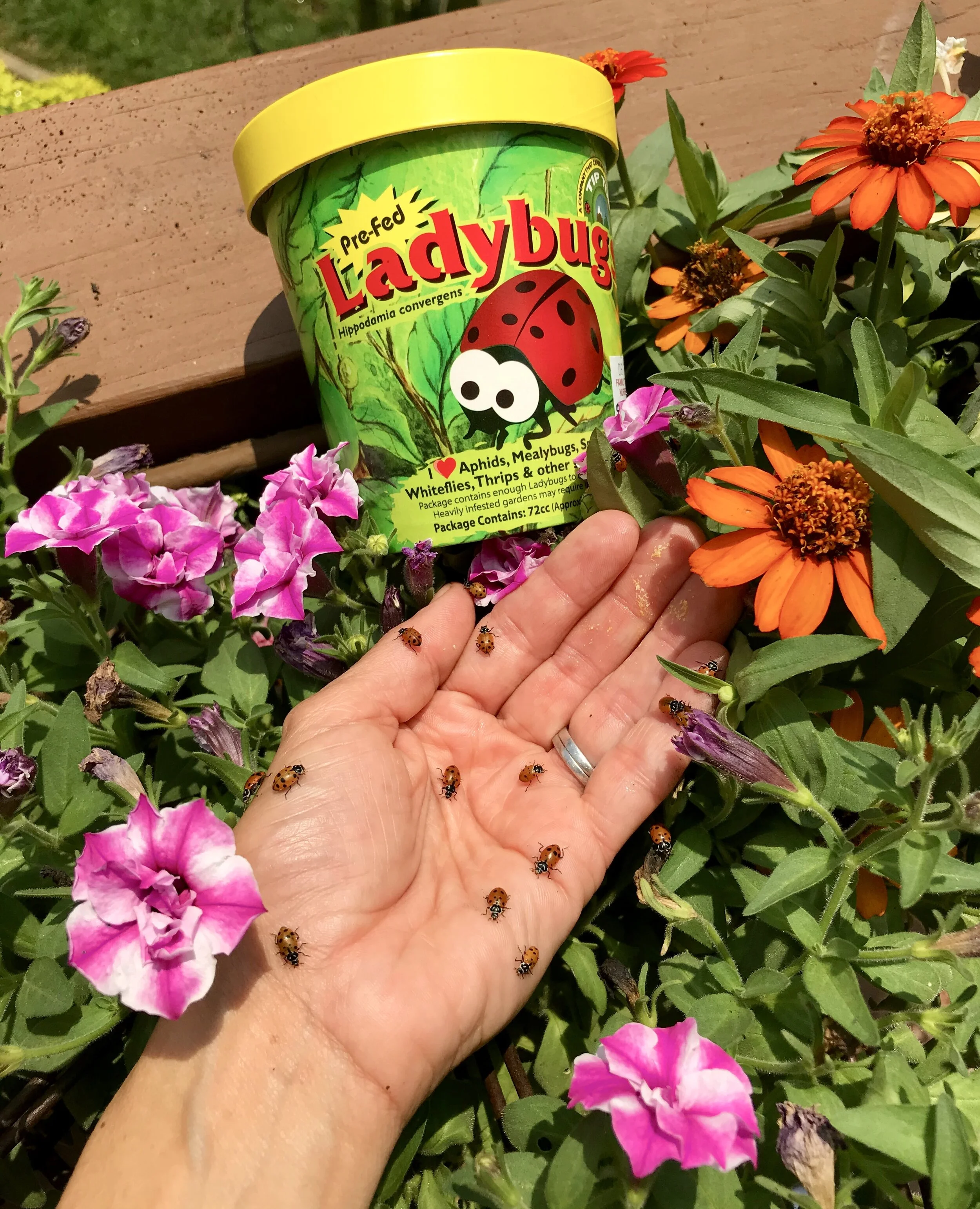 Maintenance Tips for Your Summer Container Garden (+ Pollinator-Friendly Flowers)