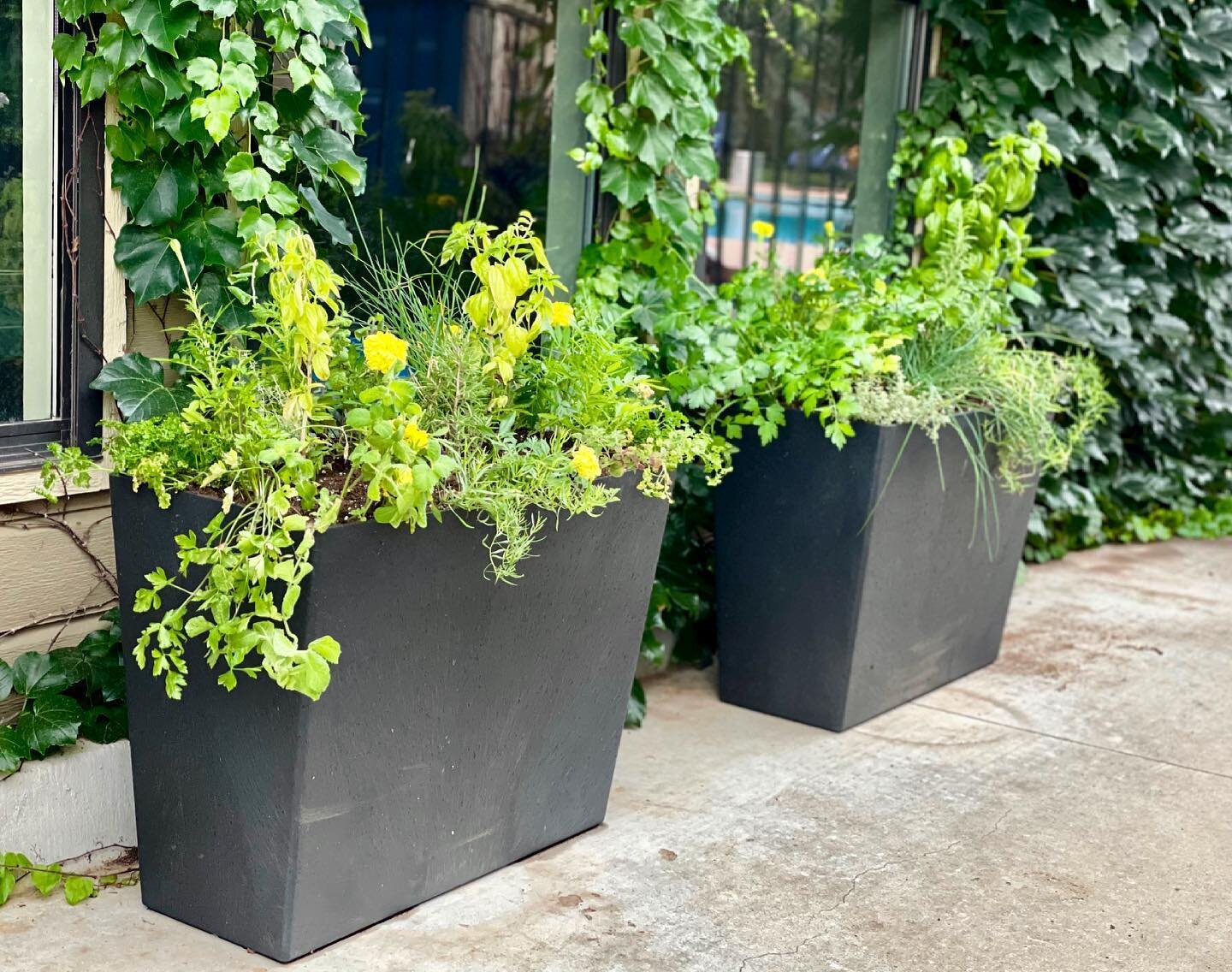 Some things are better in pairs - especially when it means double the herb harvest! Elizabeth planted herbs in these Sonata Troughs by @tierraverdeplanters. These are situated in a sunny breezeway area between her driveway and back patio. It is the P