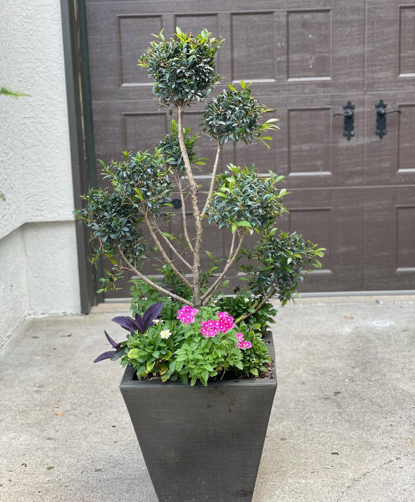 It&rsquo;s Topiary Tuesday! This multiple topiary eugenia is doing so well in the Kansas City heat! We love how it is so whimsical and playful! What a fun addition.