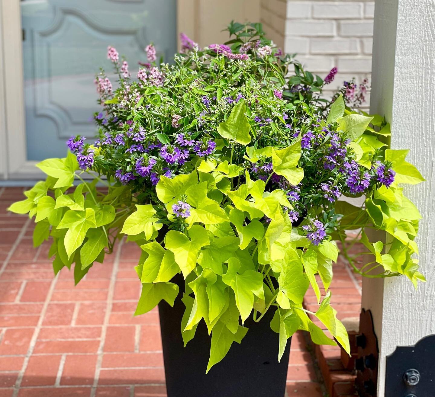 It's mid-summer and time to give those plants a haircut, fertilizer and treat pests if needed. Head to our profile to see our blog post on suggested maintenance tips so your outdoor pots can look amazing the rest of the season.🌸🌿