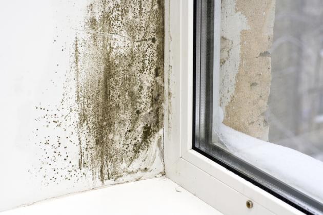 Black mould on side of window