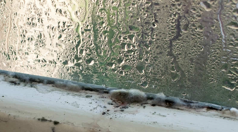 White mould on window frame