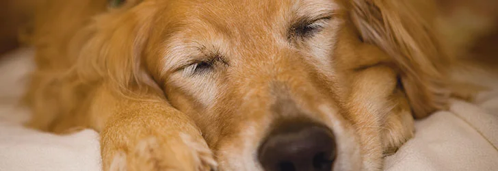 retriever-sleeping.jpg