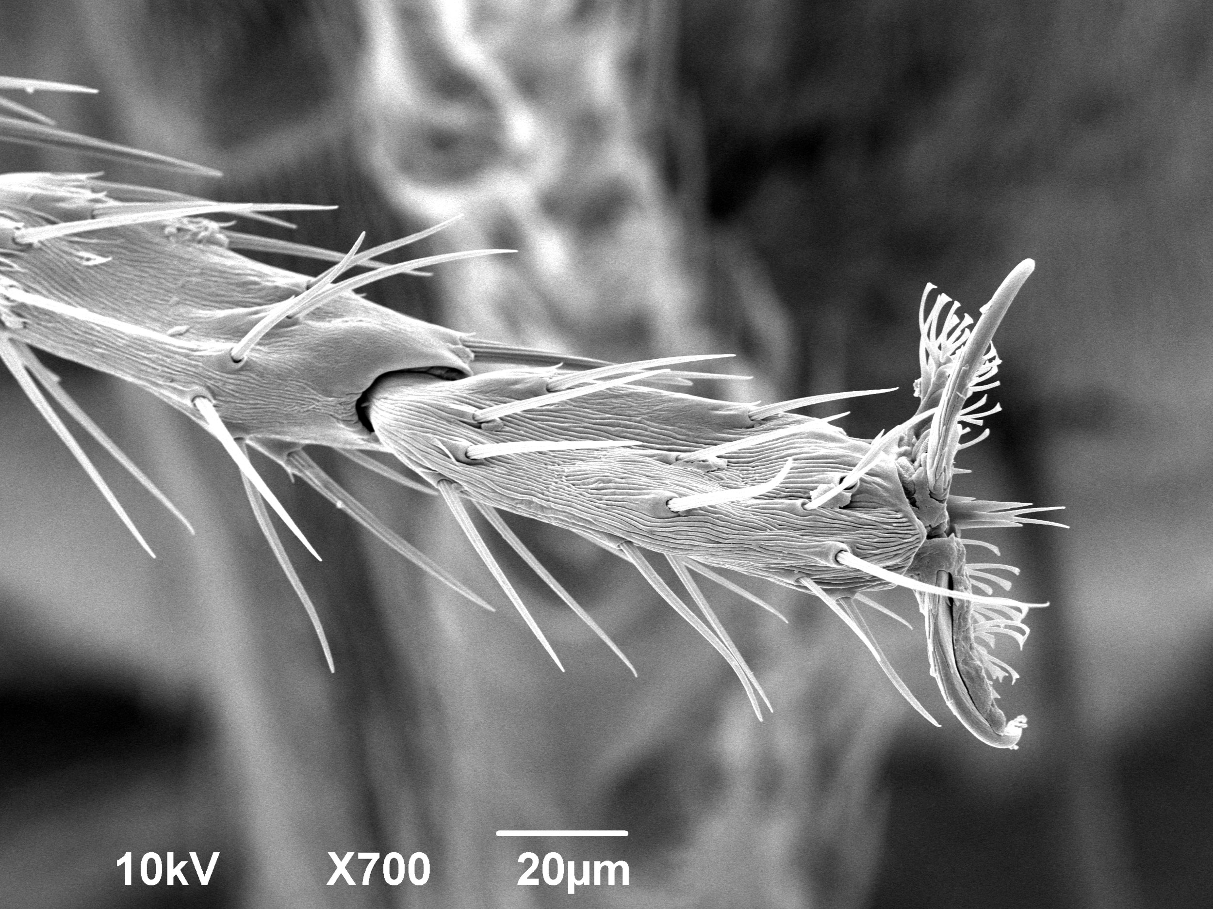 Fruit Fly Foot