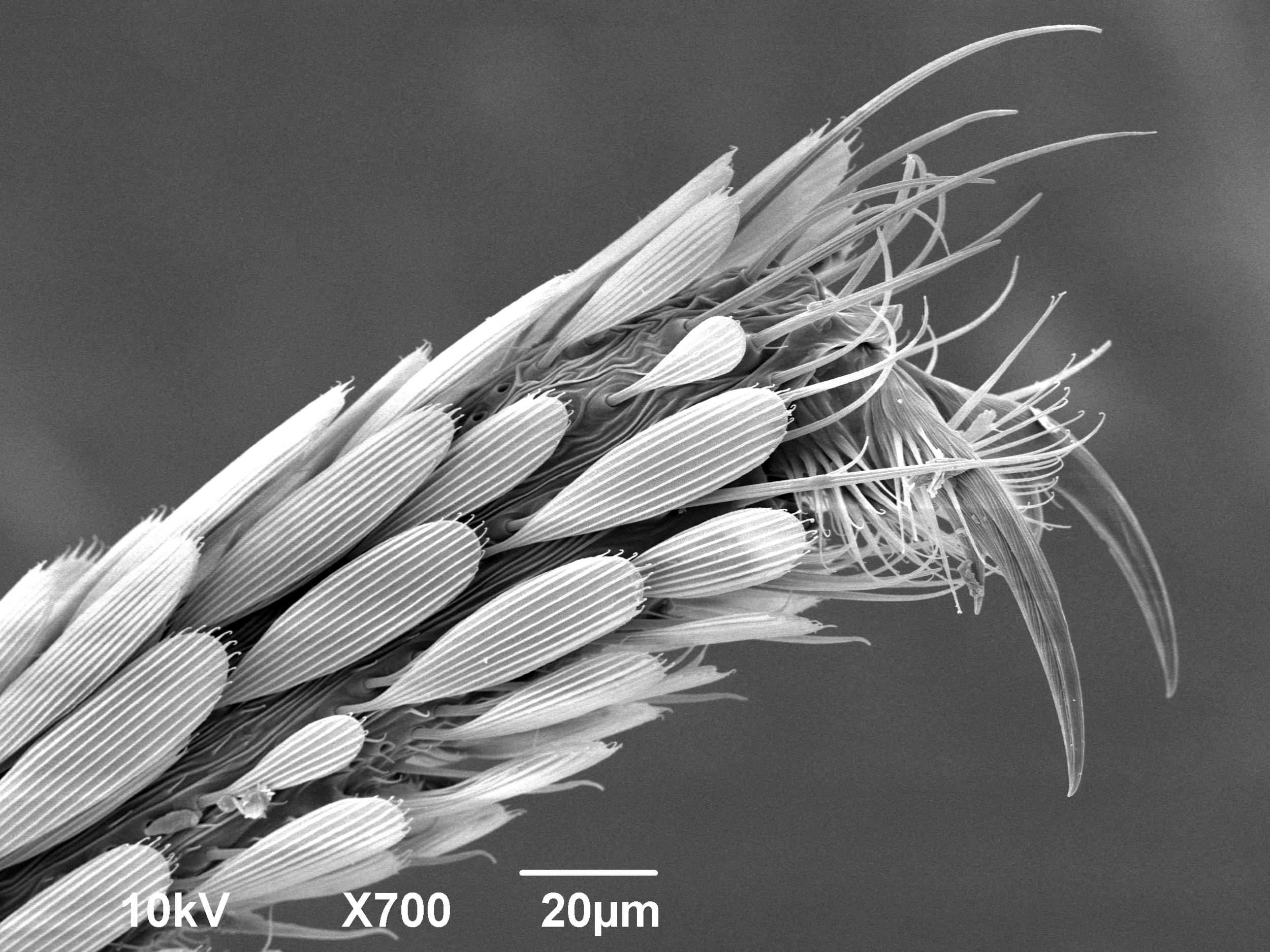 Mosquito Foot