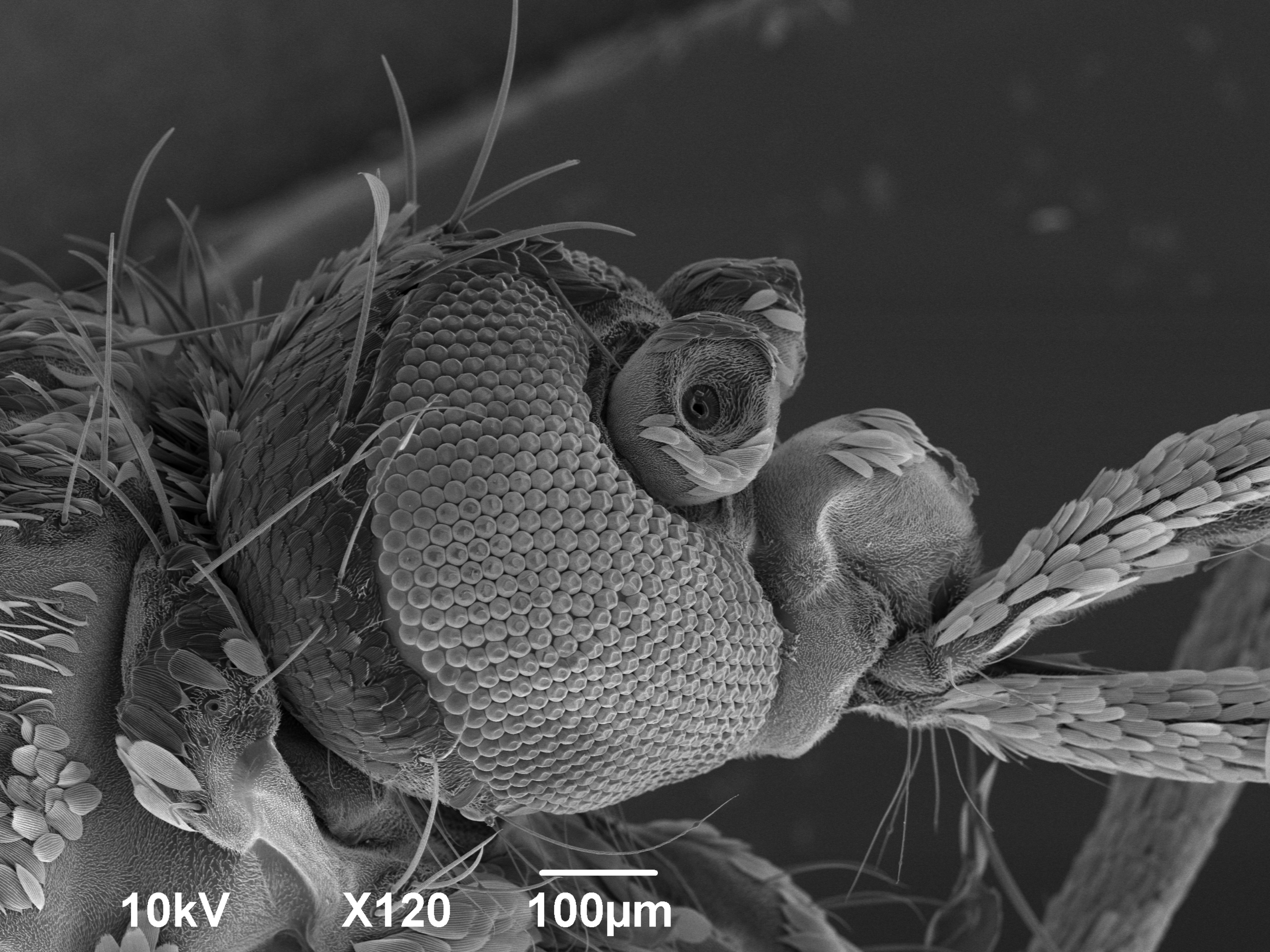 Mosquito Head