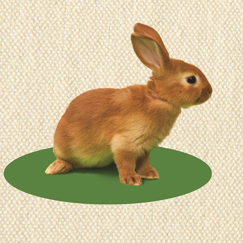 In spring author icon2.png