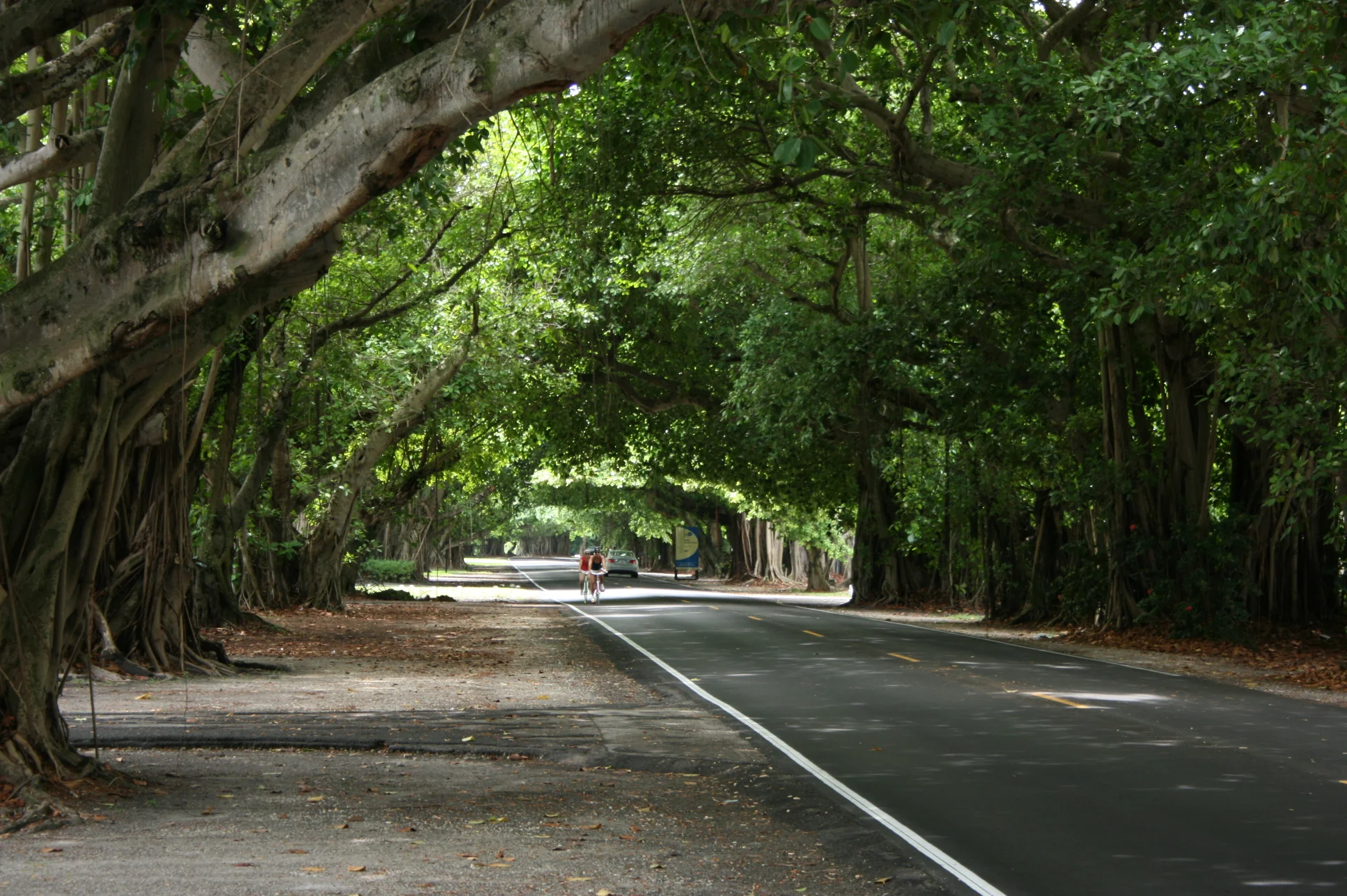 banyans-along-old-cutler.jpg