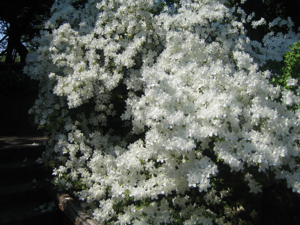 Brooklyn Botanical Garden