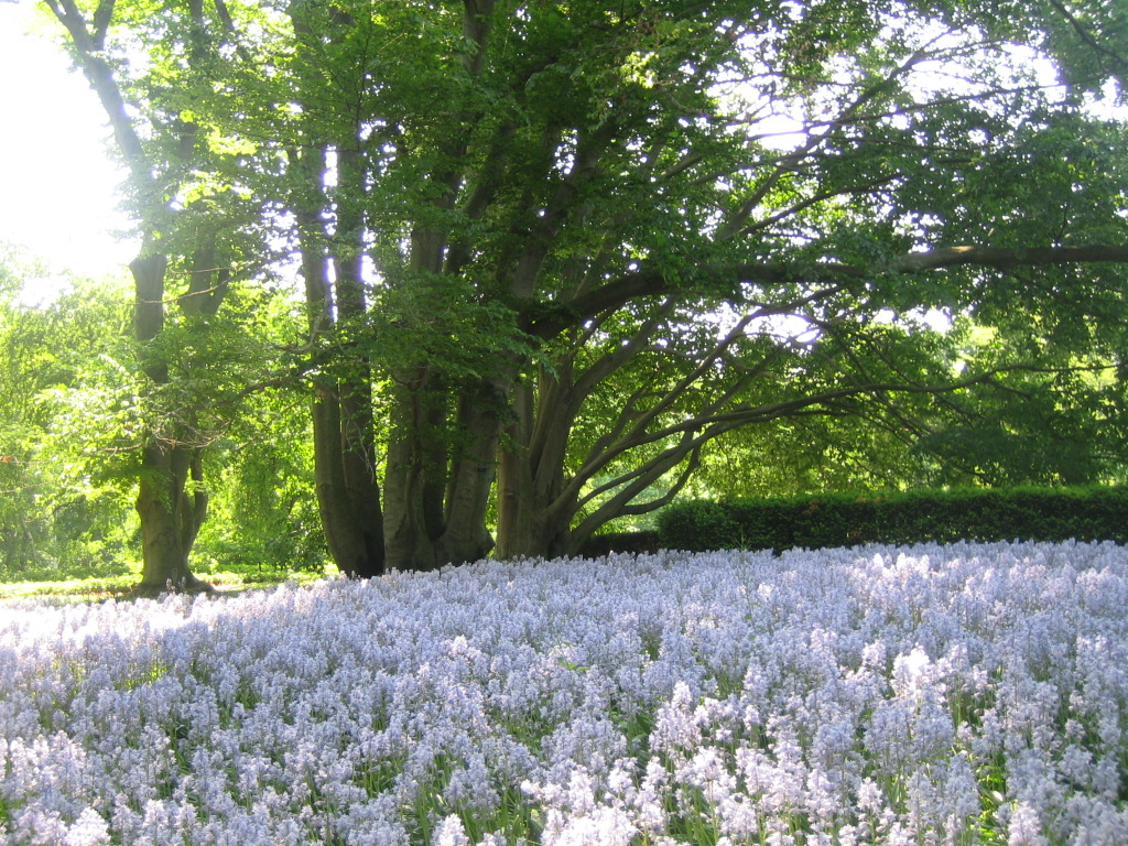 Brooklyn Botanical Garden