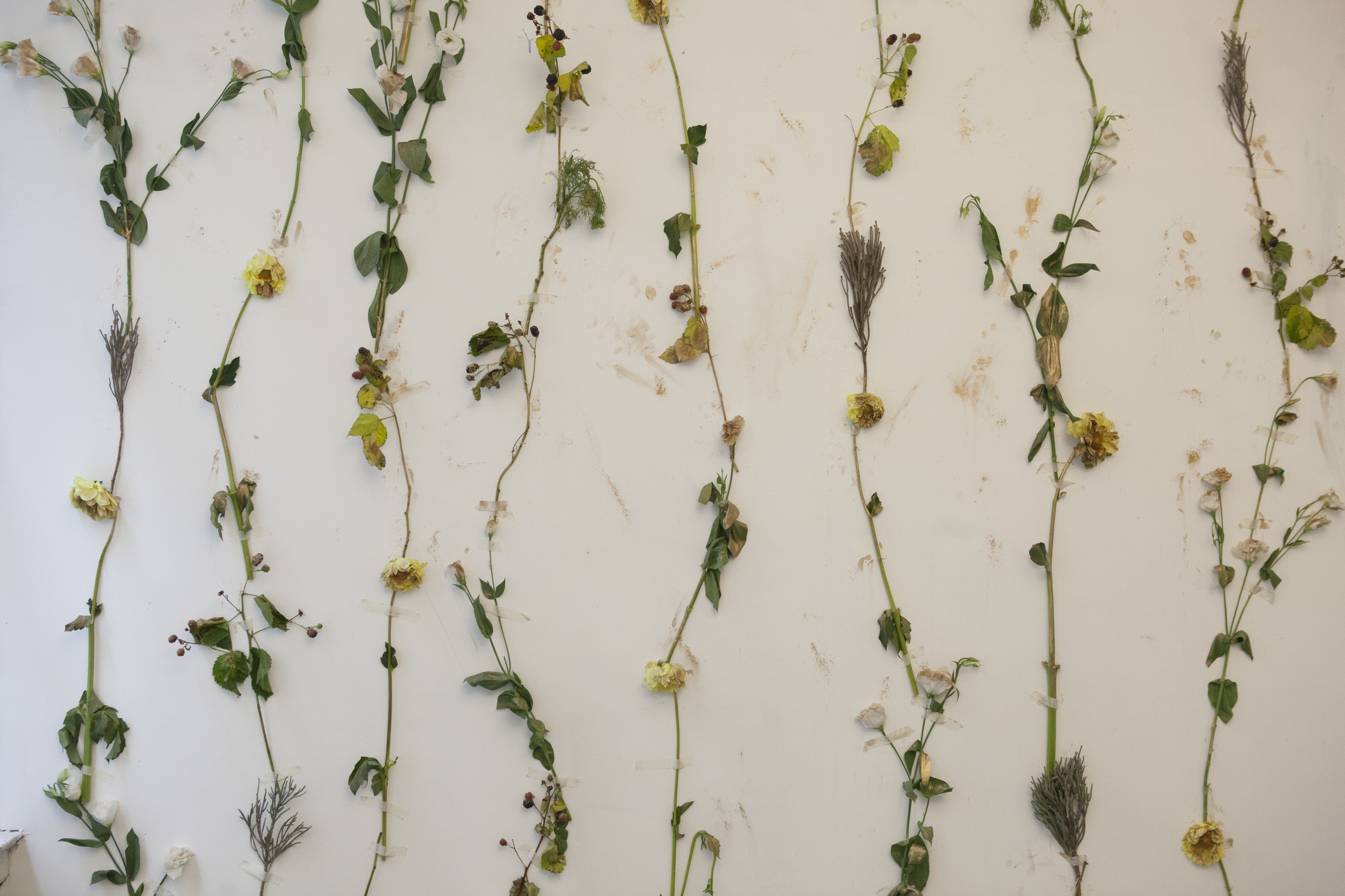  Fresh flowers, gold dust, masking tape, pins, 2014 