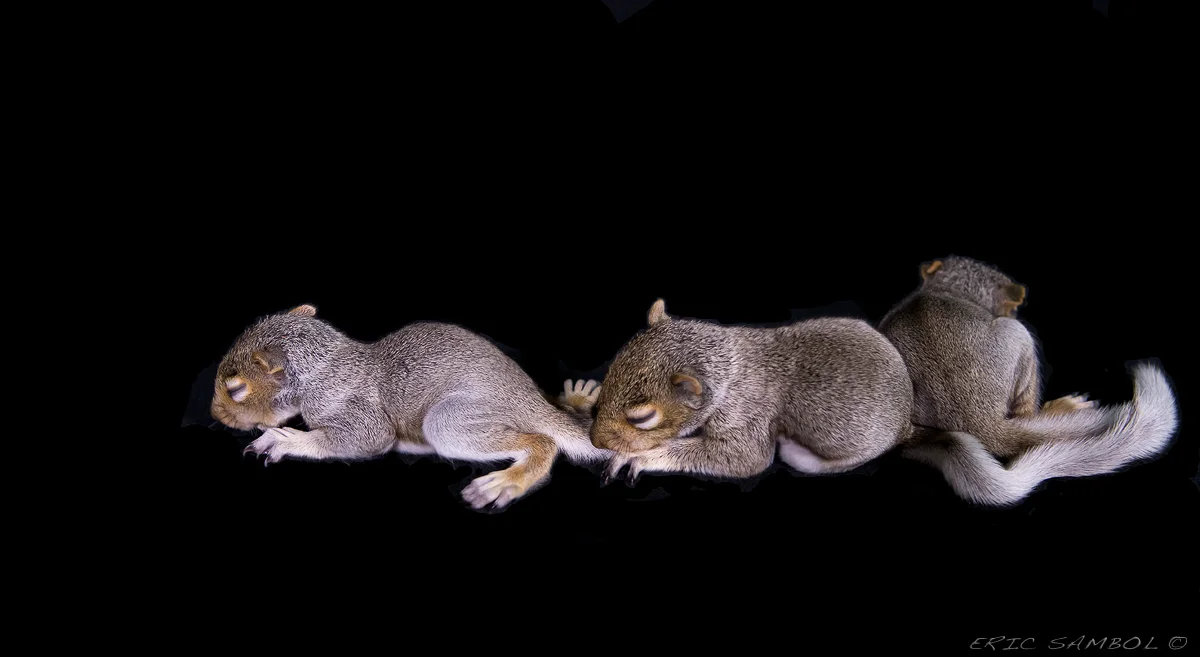 Squirrel pattern1_.jpg