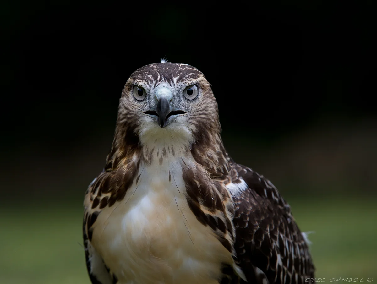  Young Redtail Hawk 