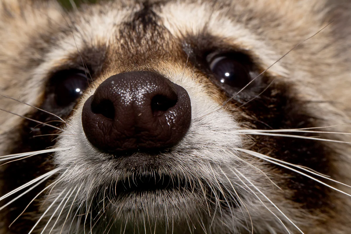  Raccoon 