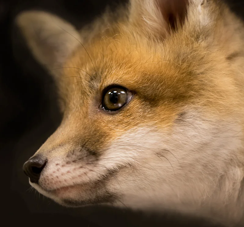  Red Fox 
