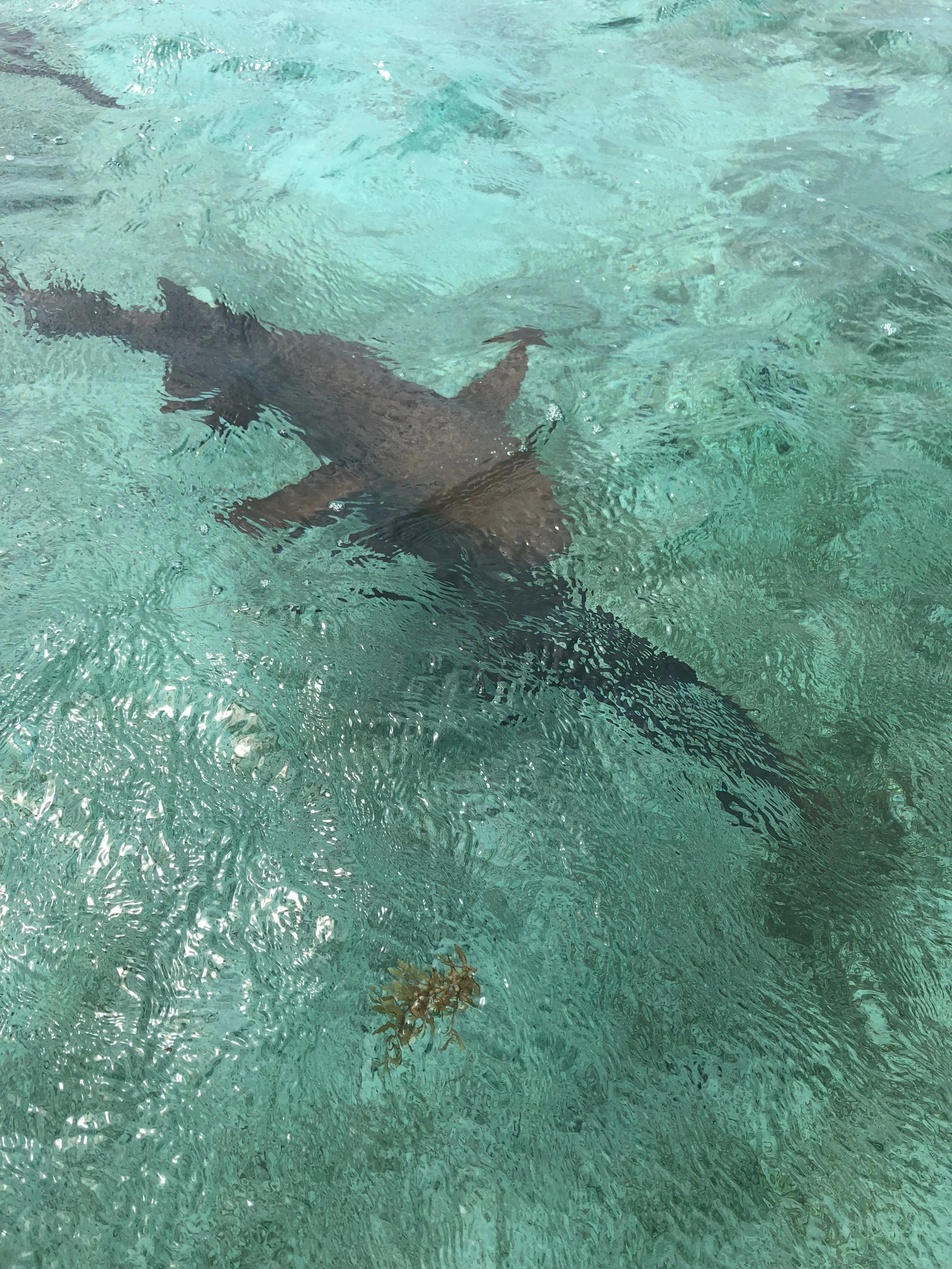 Snorkeling