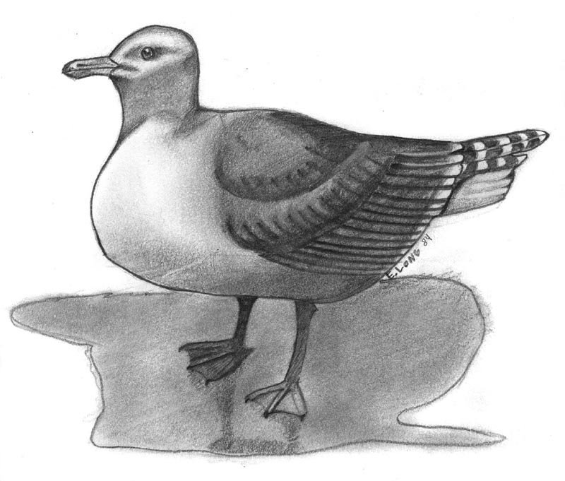 0006 seagull.jpg