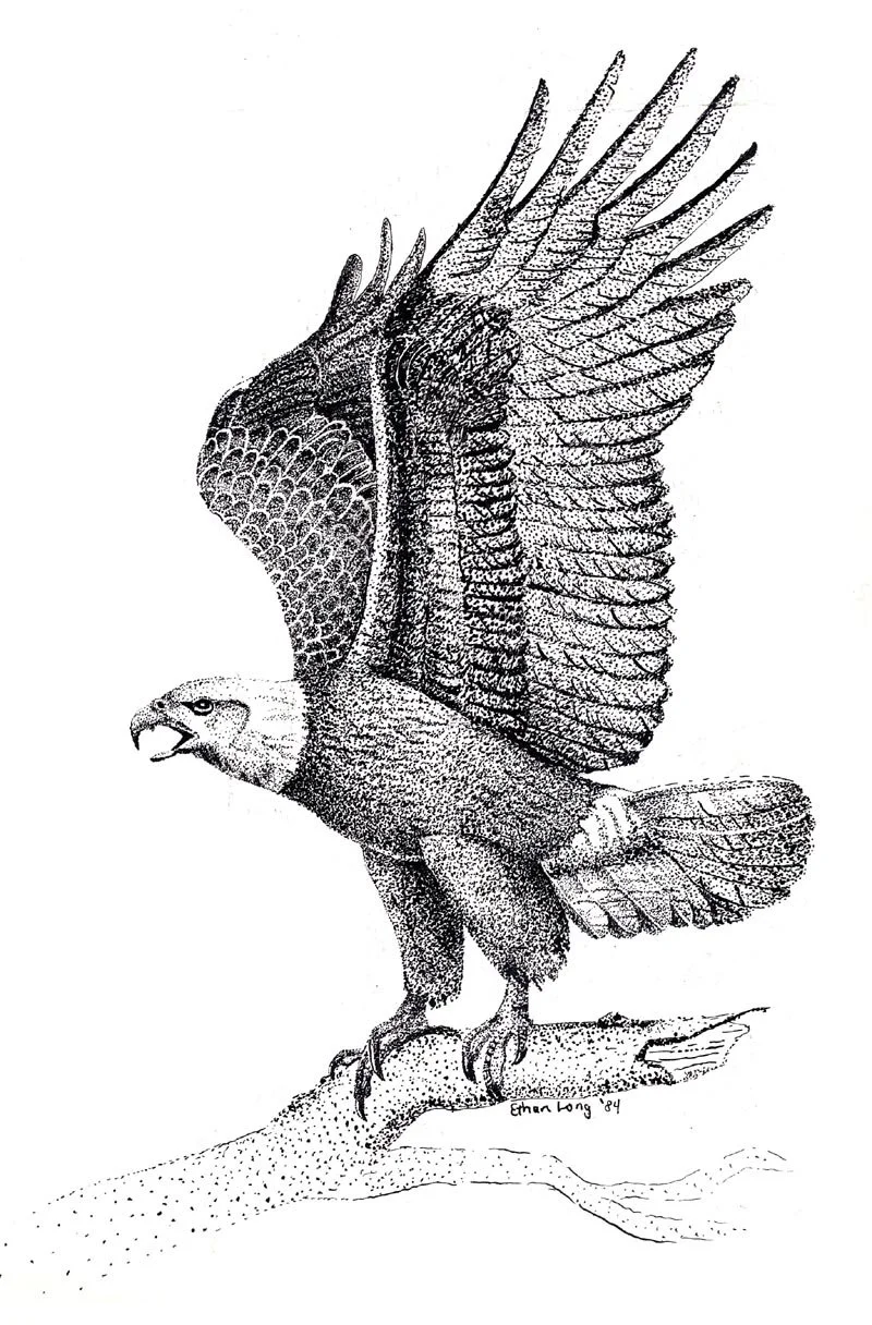 0015 eagle.jpg