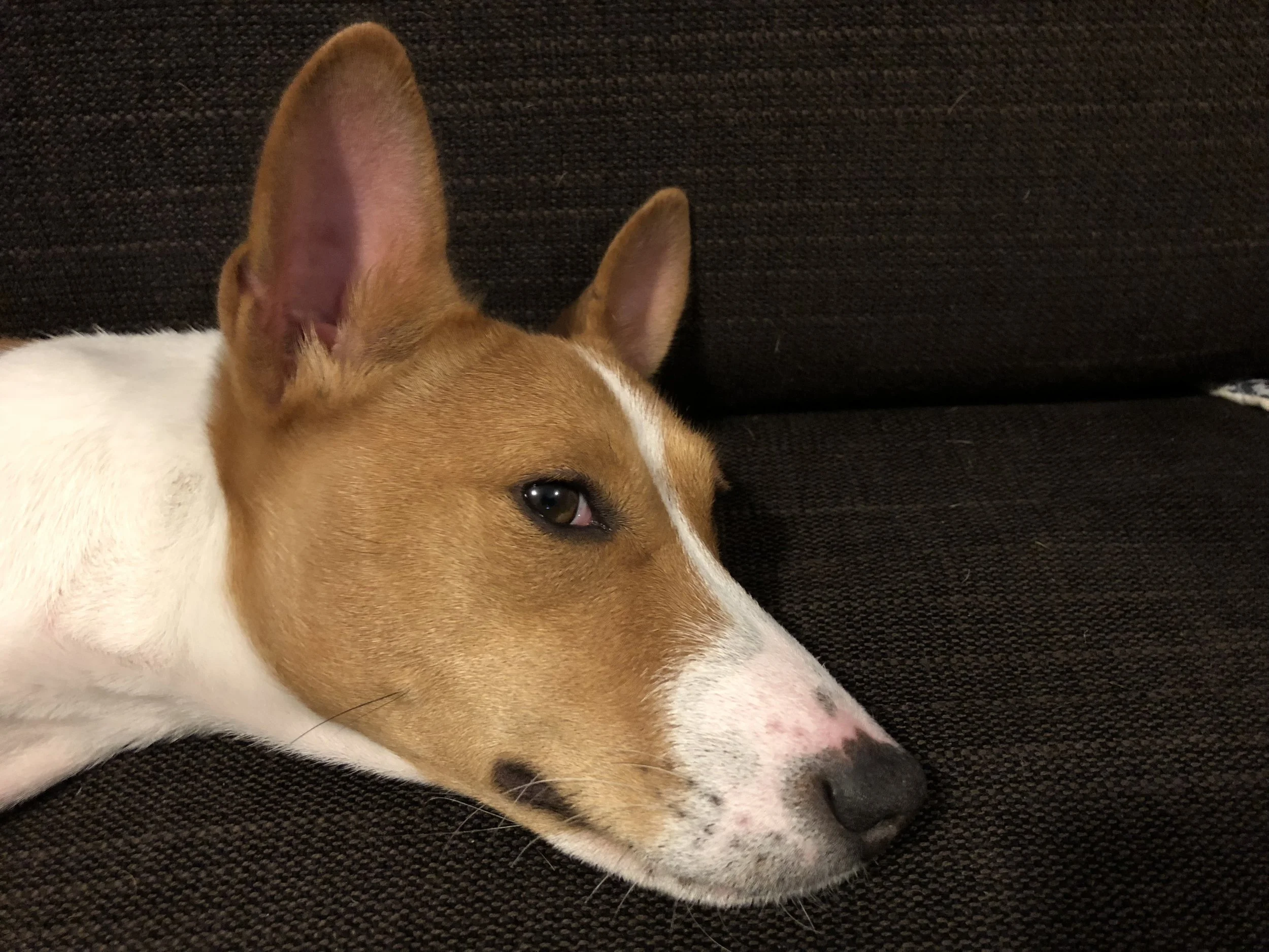 basenji hair