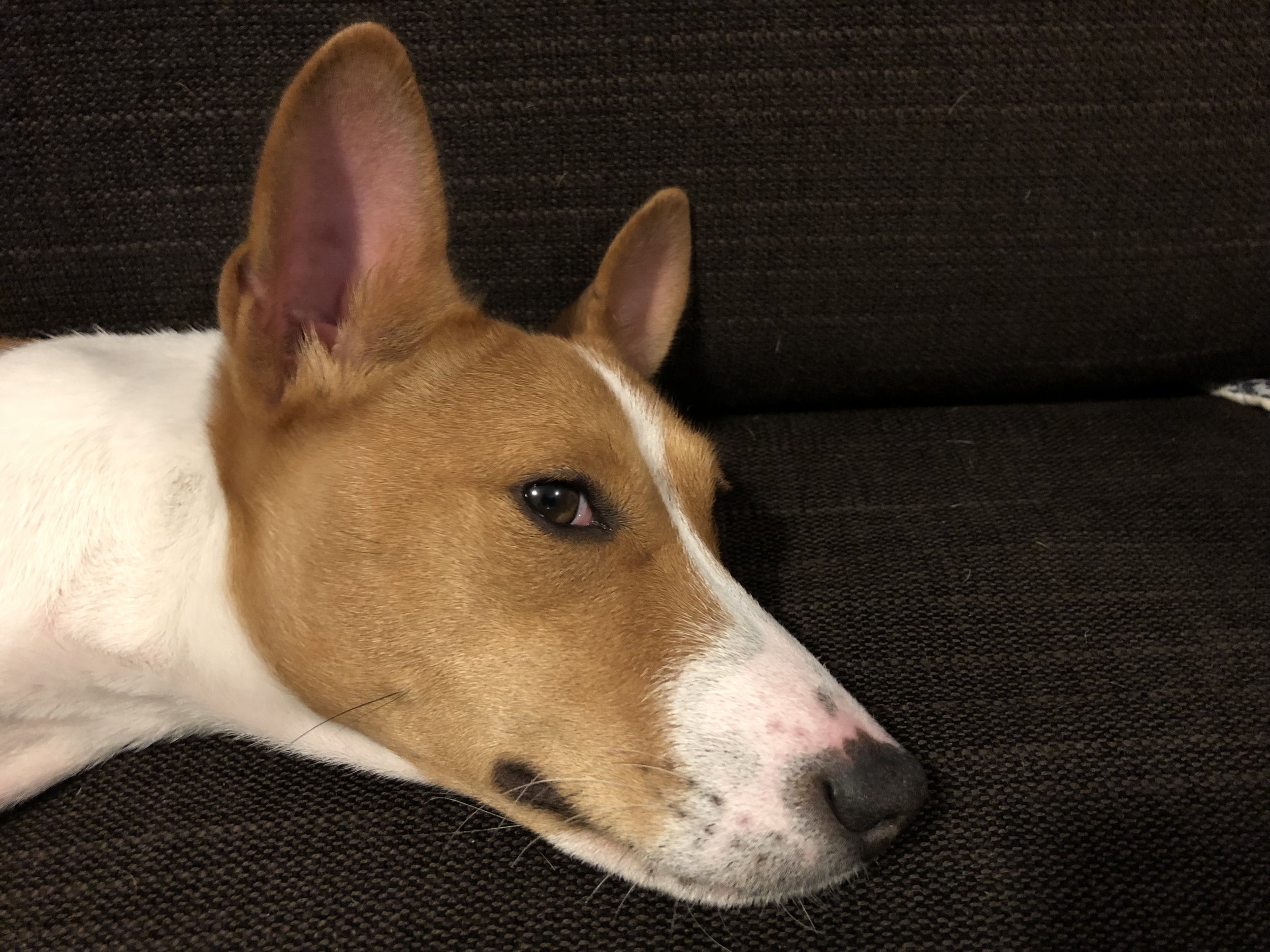 Do Basenjis Shed? [With Pictures]