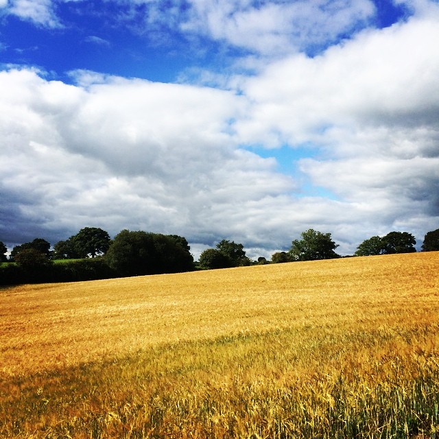Golden carpet with dramatic blue sky.