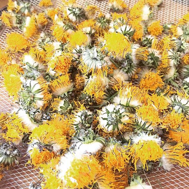 I harvest dandelions early morning. Freshly dehydrated dandelions are so beautiful.