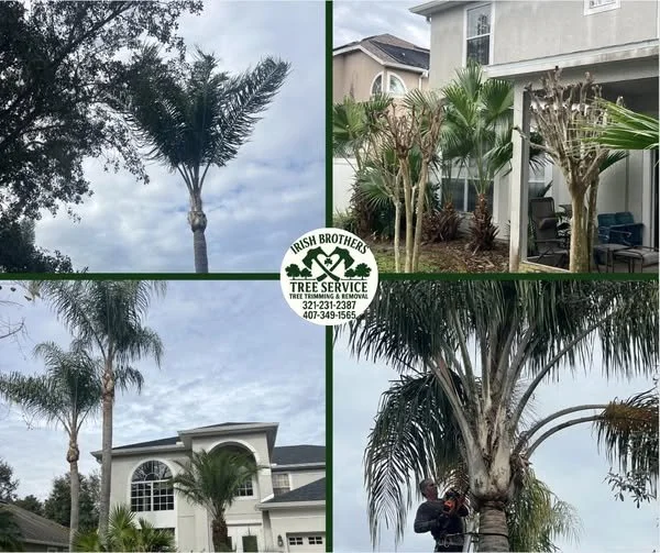 Professional tree trimming by Irish Brothers in Oviedo Central Florida landscape