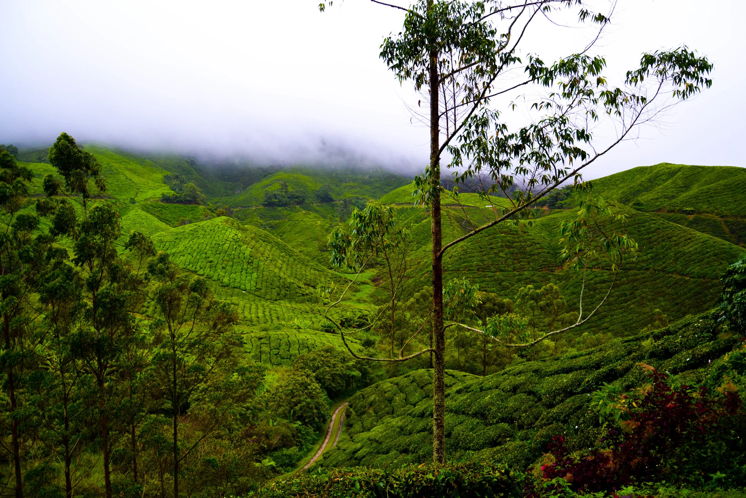 Malaysia // Cameron Highlands