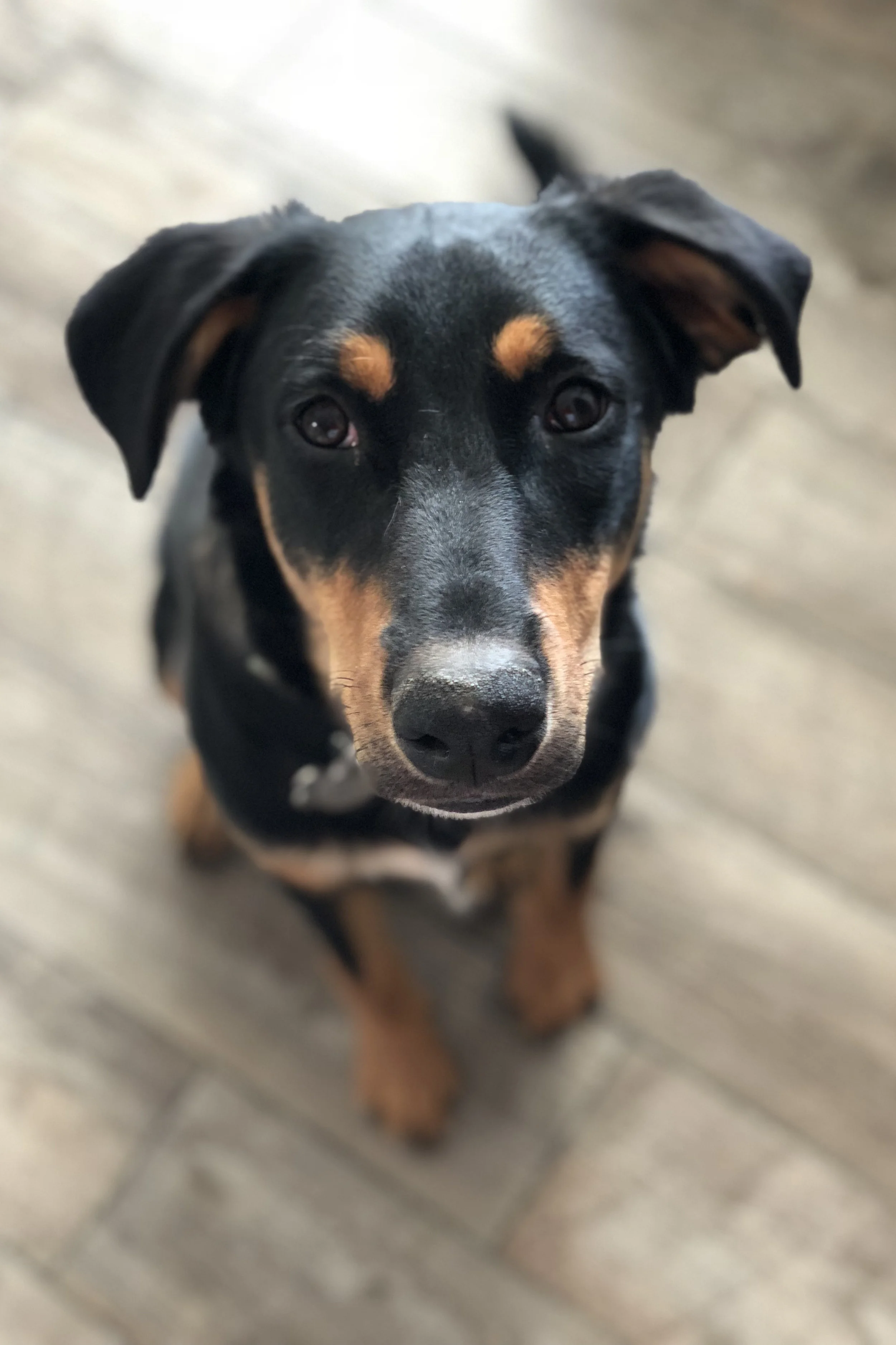 Jethro in hallway AZ.jpg