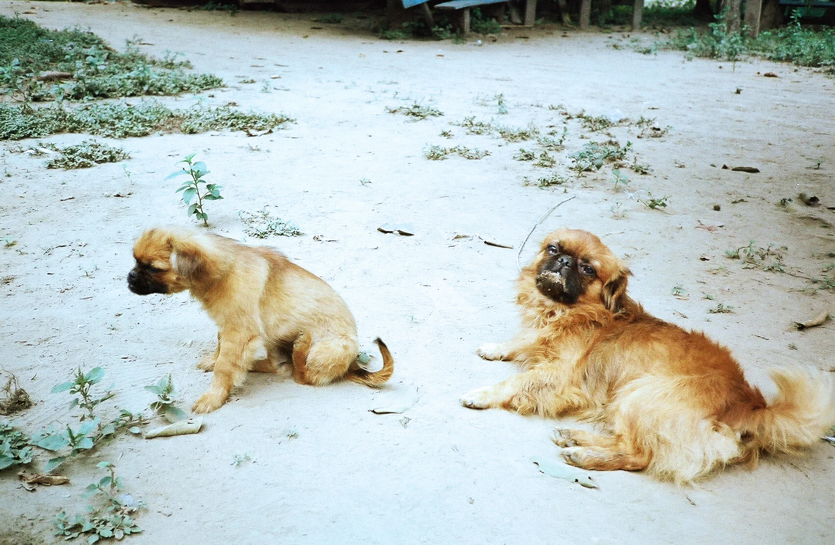 Inbred Dogs, Poacher Outpost, Peruvian Amazon (2007)