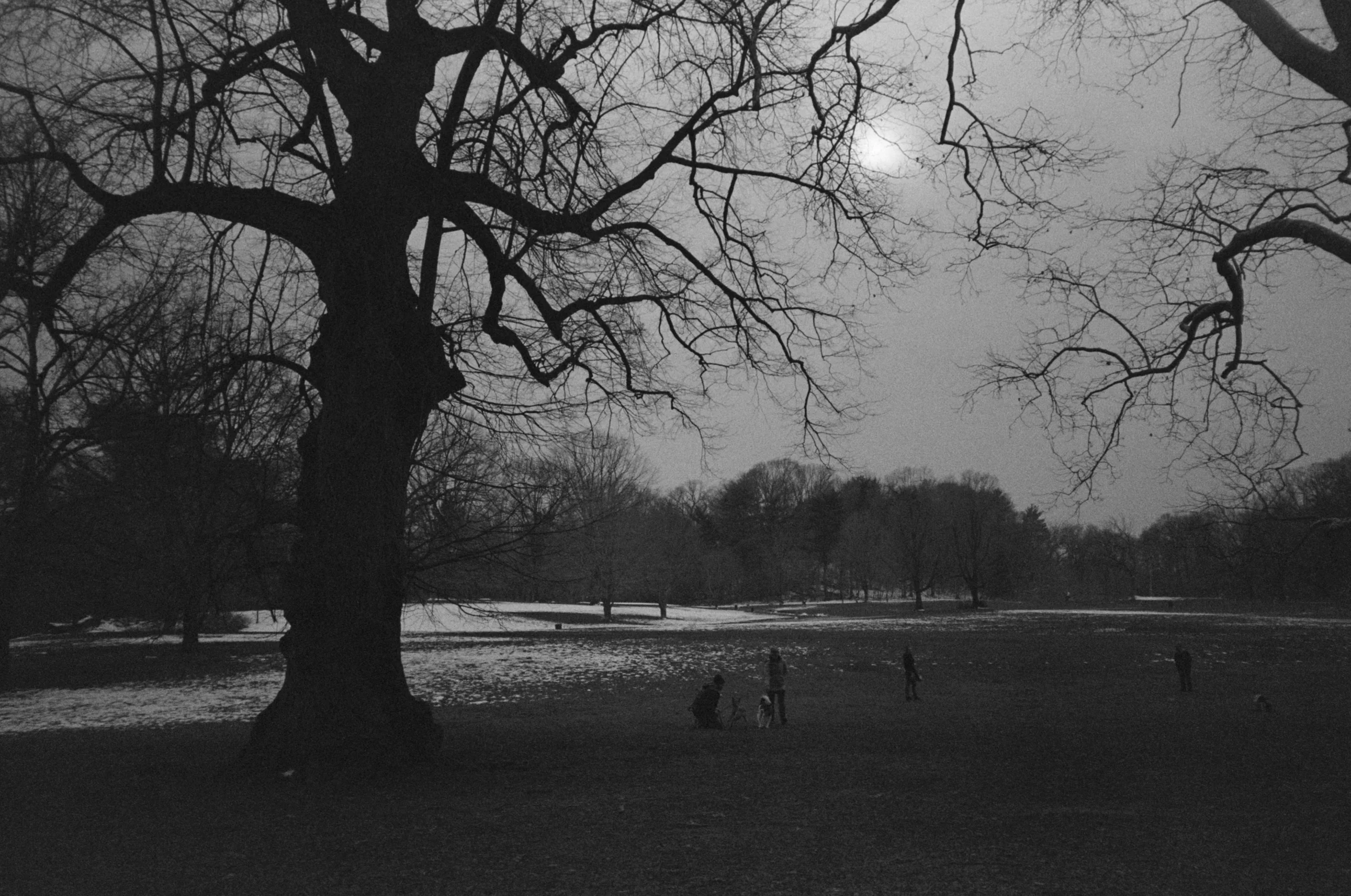 Prospect Park, BK (2016)