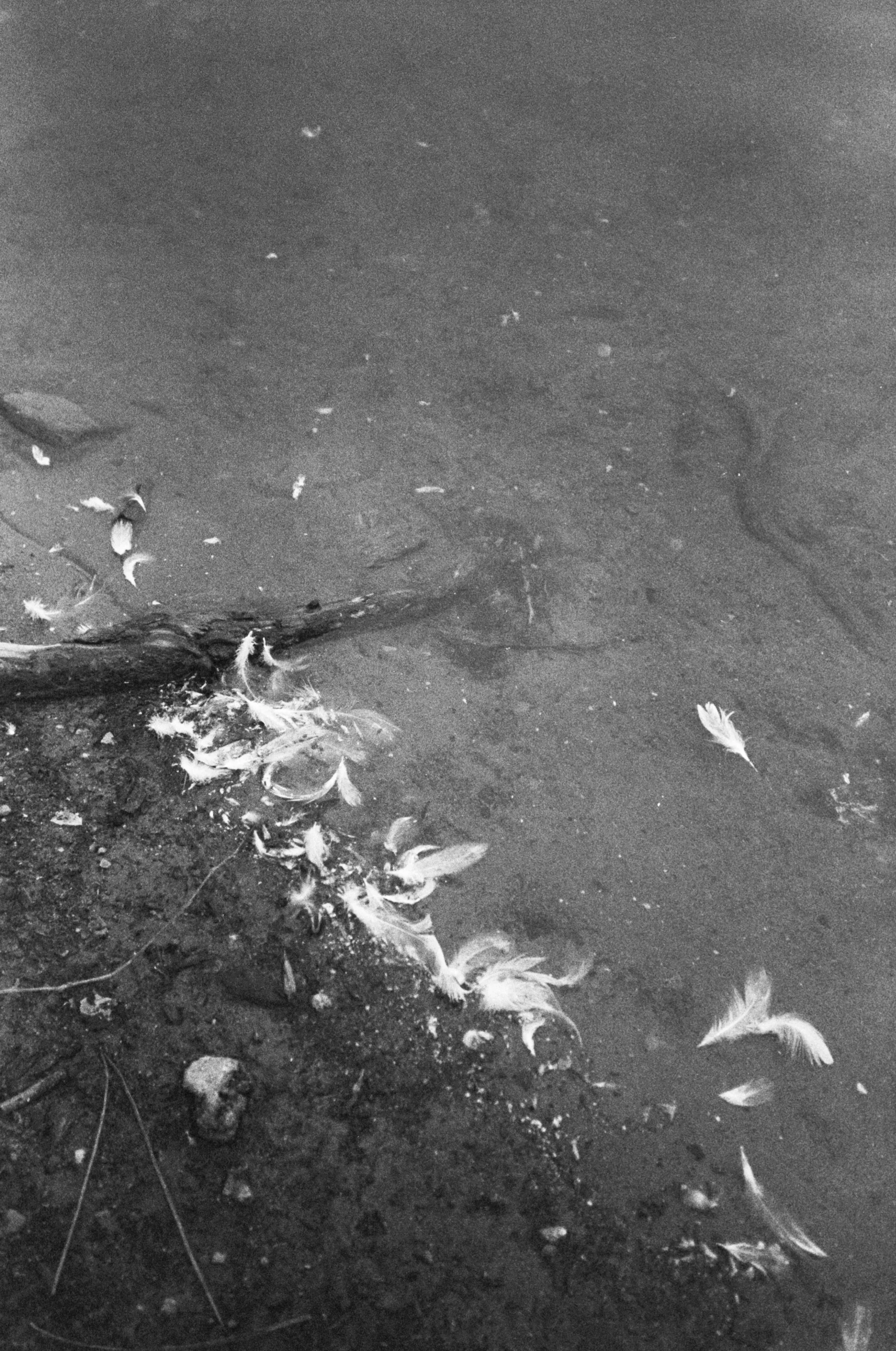 Prospect Park, BK (2016)