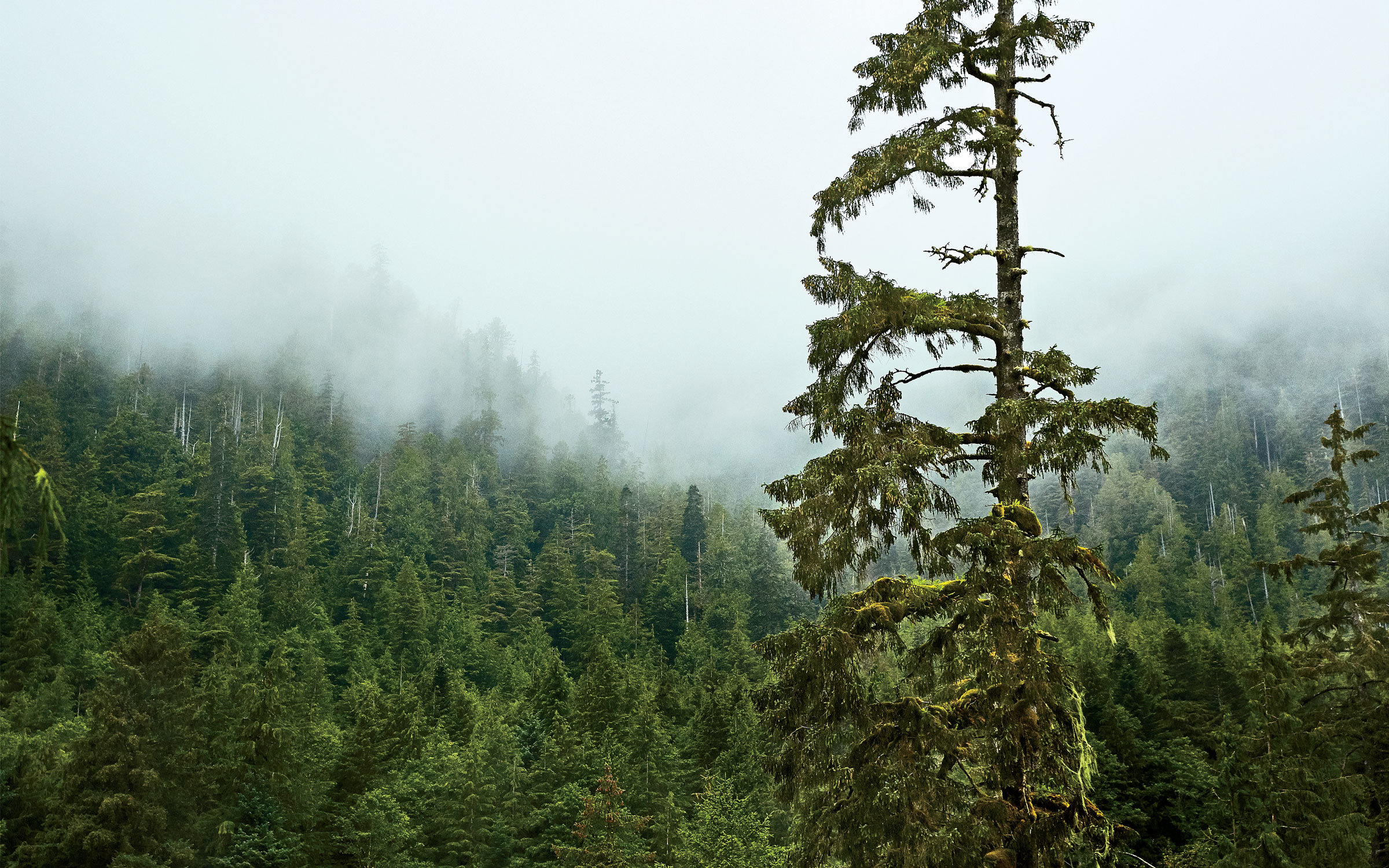 A view from Clayoquot Wilderness Resort, on Vancouver Island. Photograph by William Abranowicz .