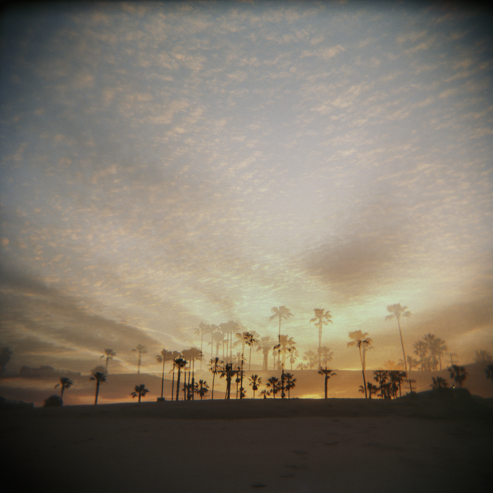 PalmTrees_final.jpg