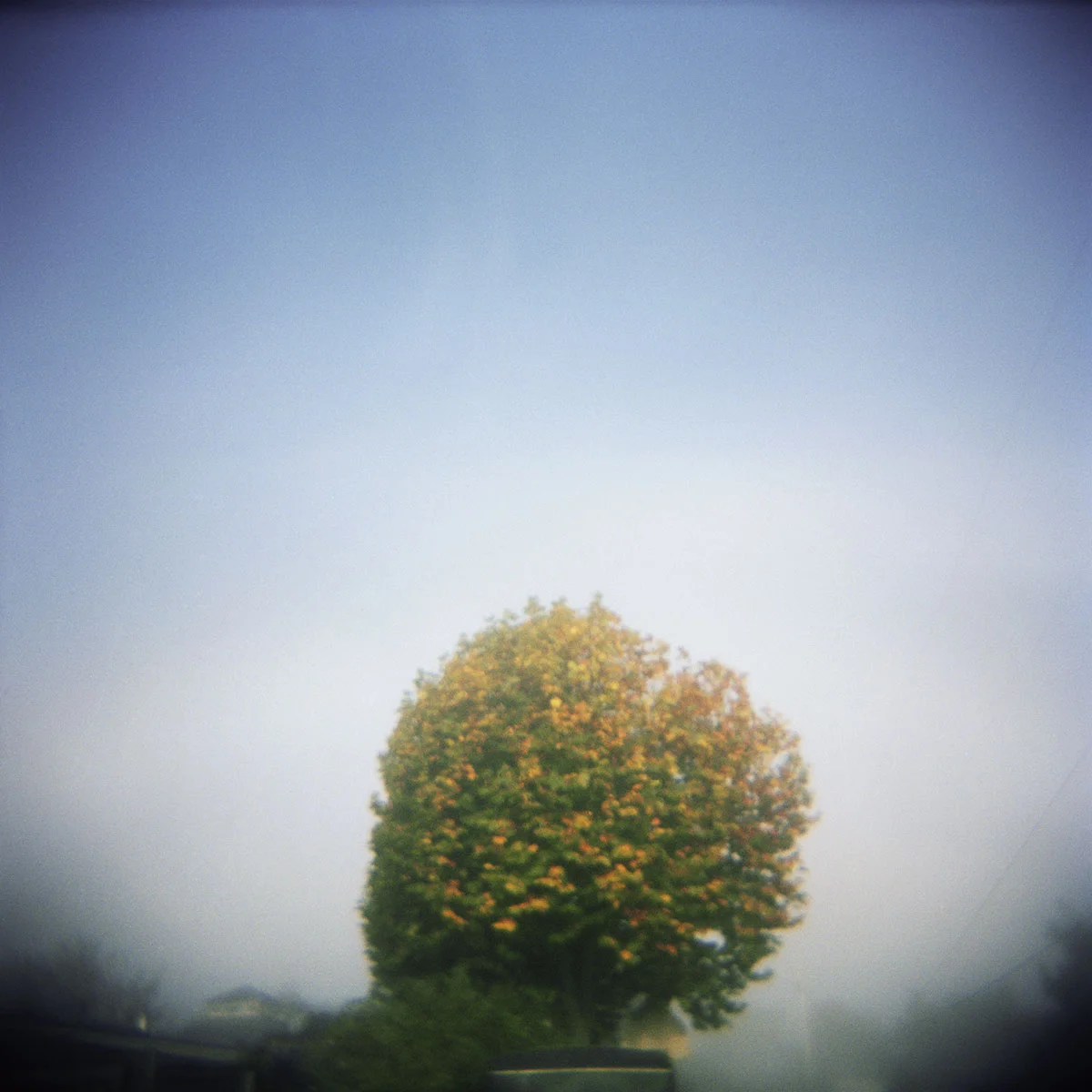 ELIZABETH'S TREE