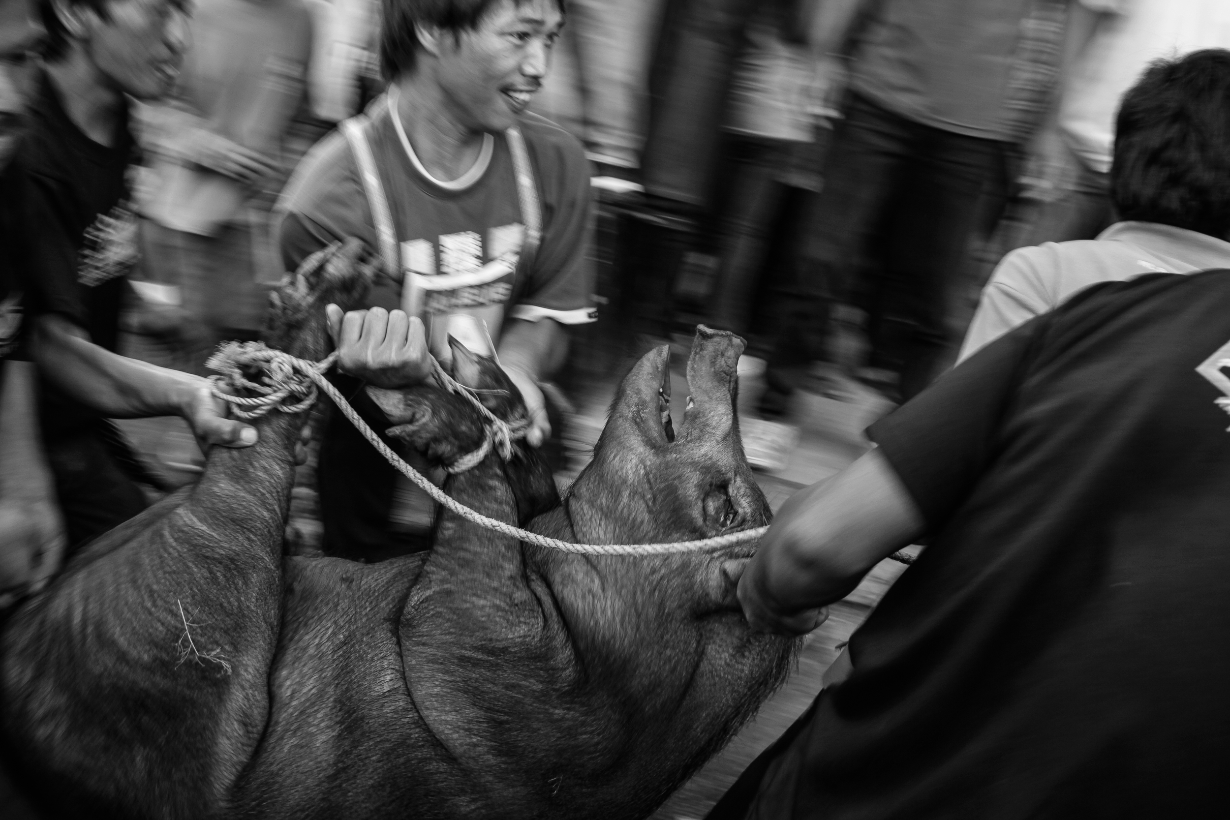Men prepares a pig to be butchered as a part of a ritual for a communal feast. Bashoy Village, Kabayan, Benguet.