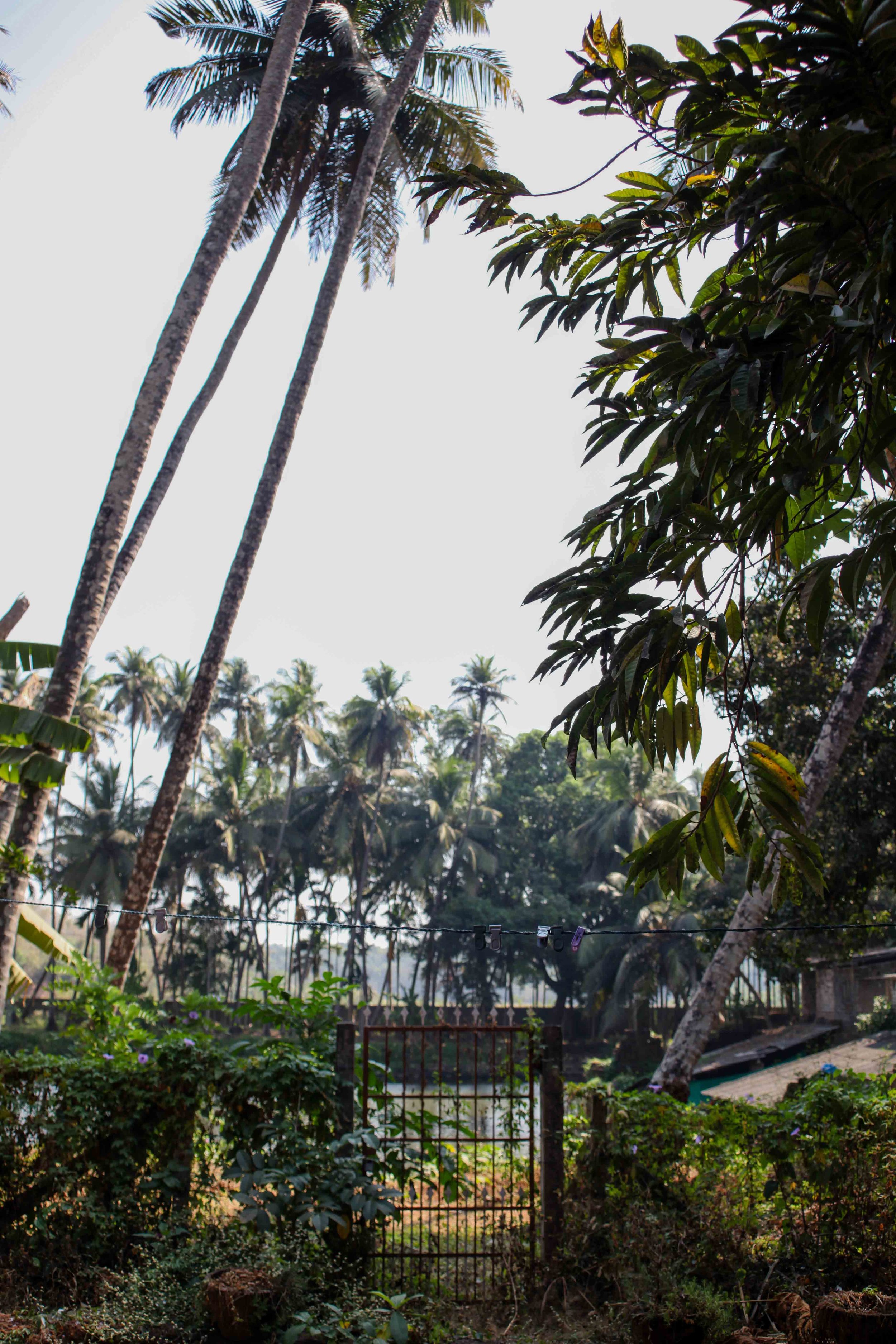 The gate in front of the house
