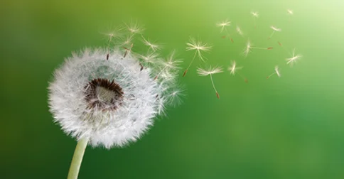 Who Do You Wish To Be