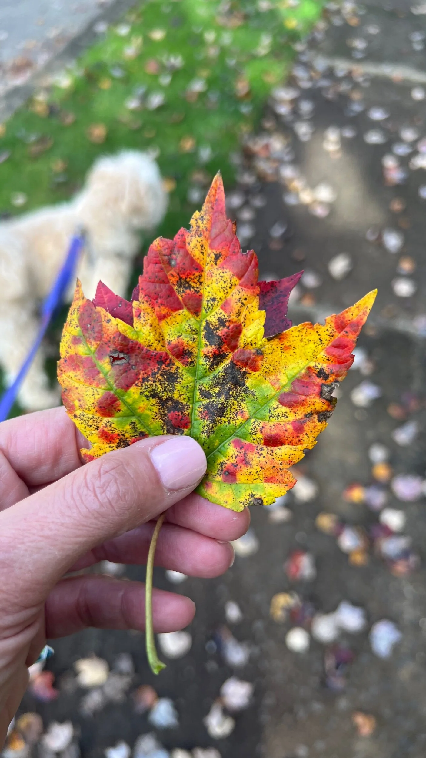 C3FFD3AE-AB1C-4FC9-9BF9-ED8656626F73