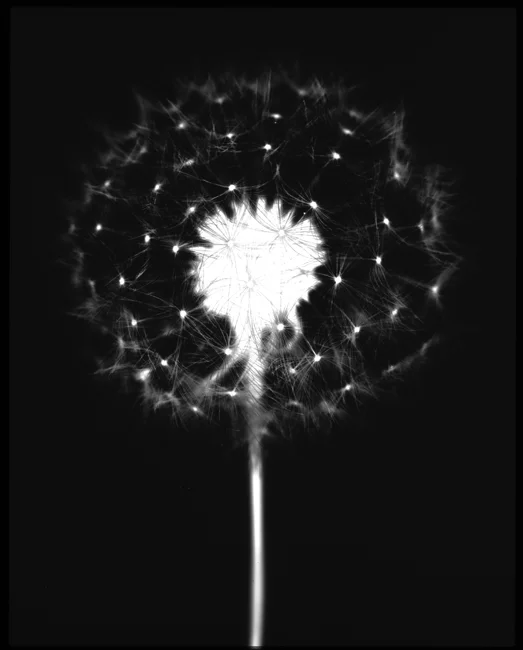 Dandelion , 2000, 14" x 11", Unique Silver print